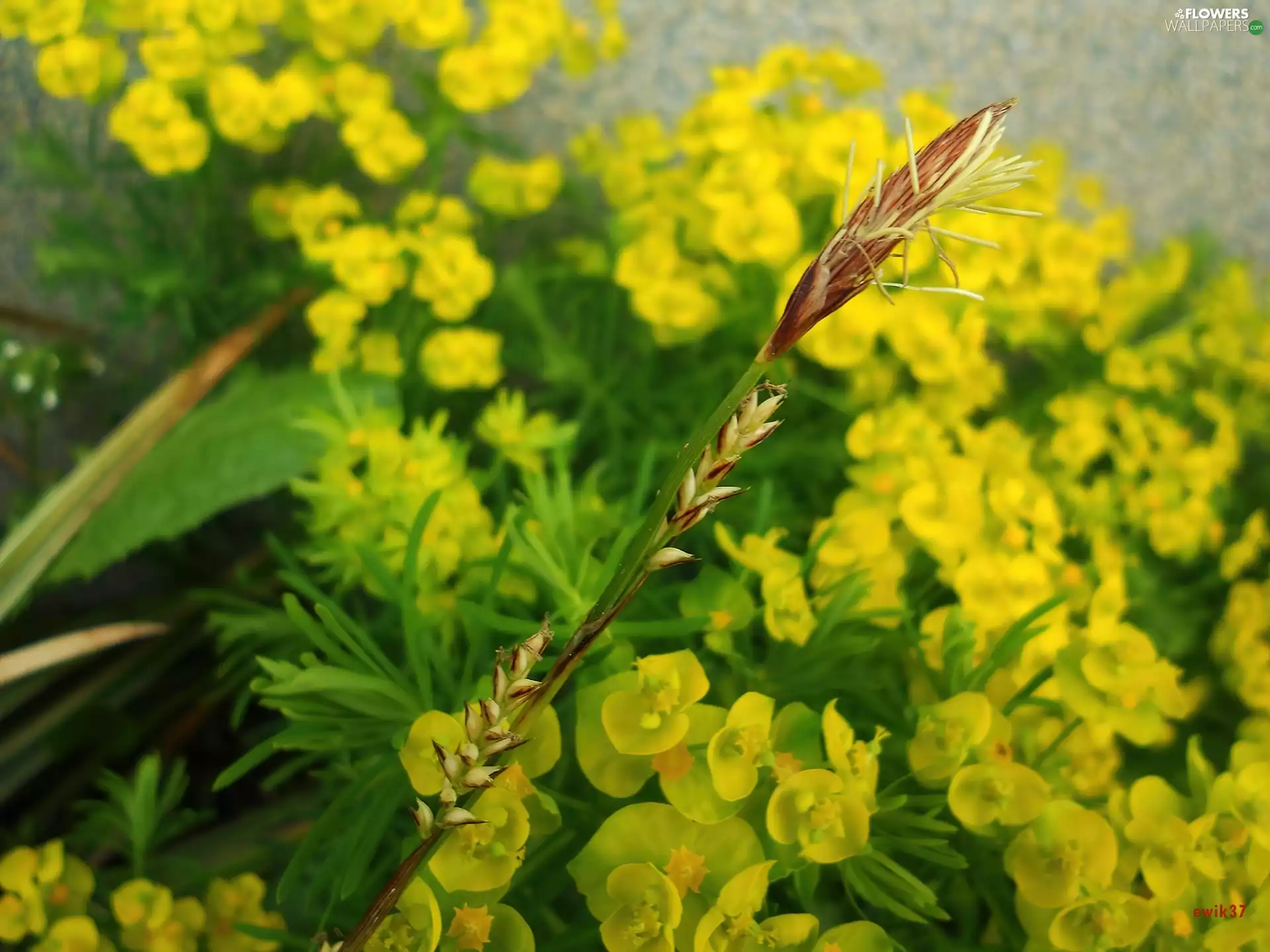 Flowers, spurge, Yellow