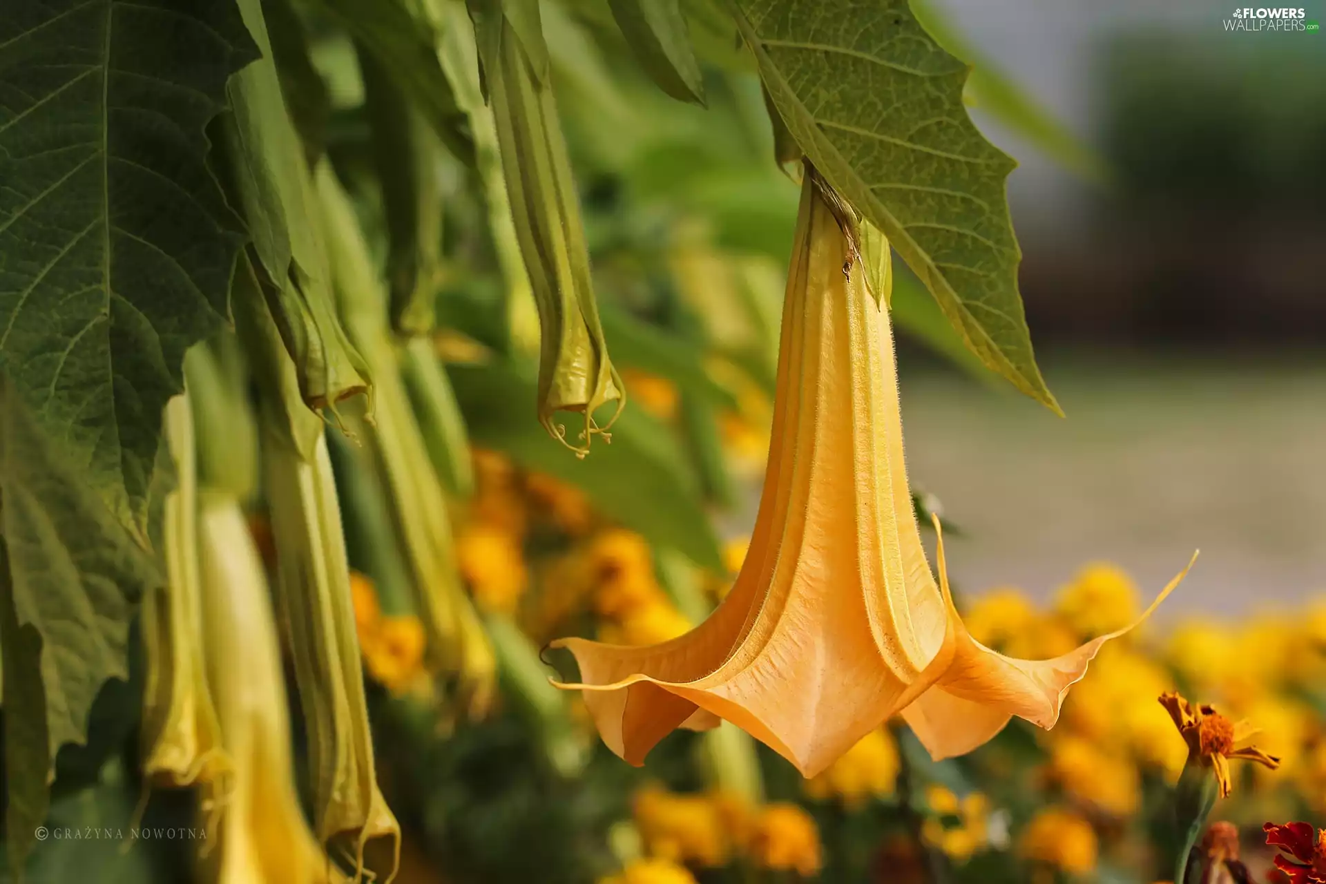 Flowers, stramonium, Yellow