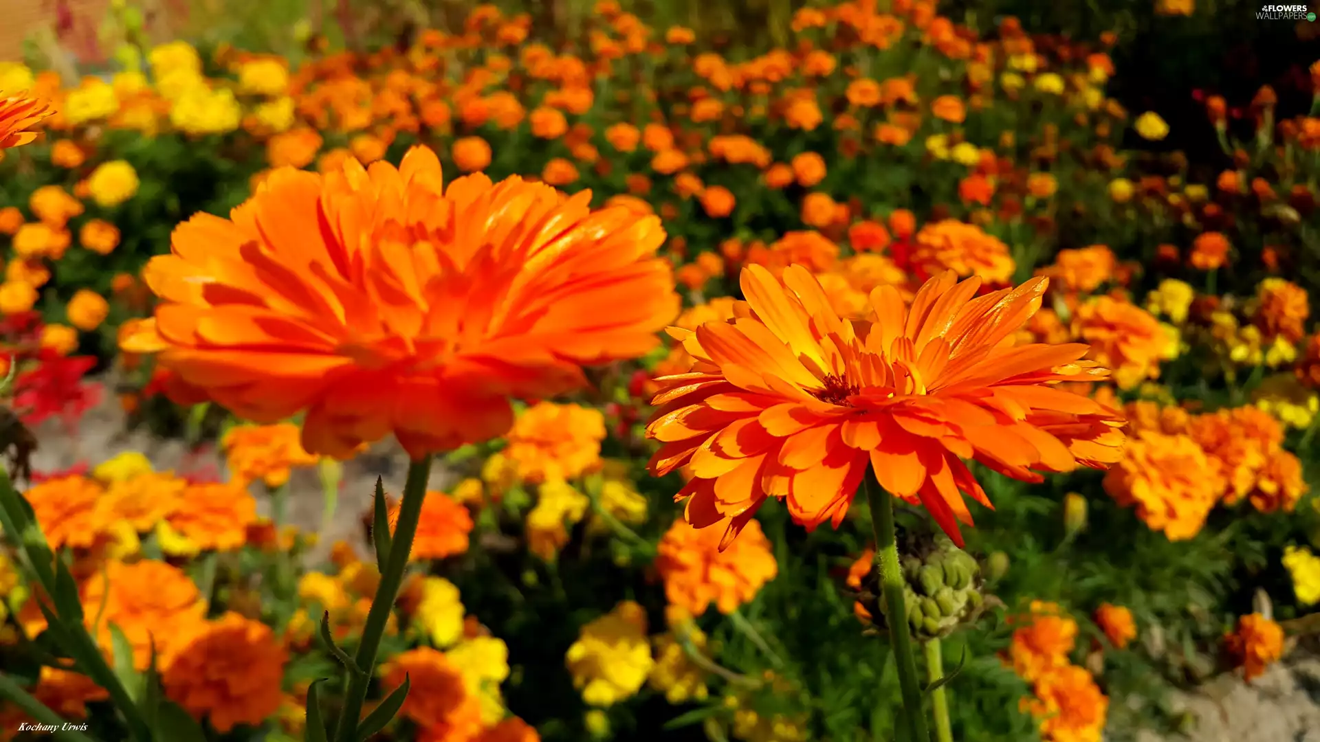 Yellow, Marigolds, Tagetes, Flowers