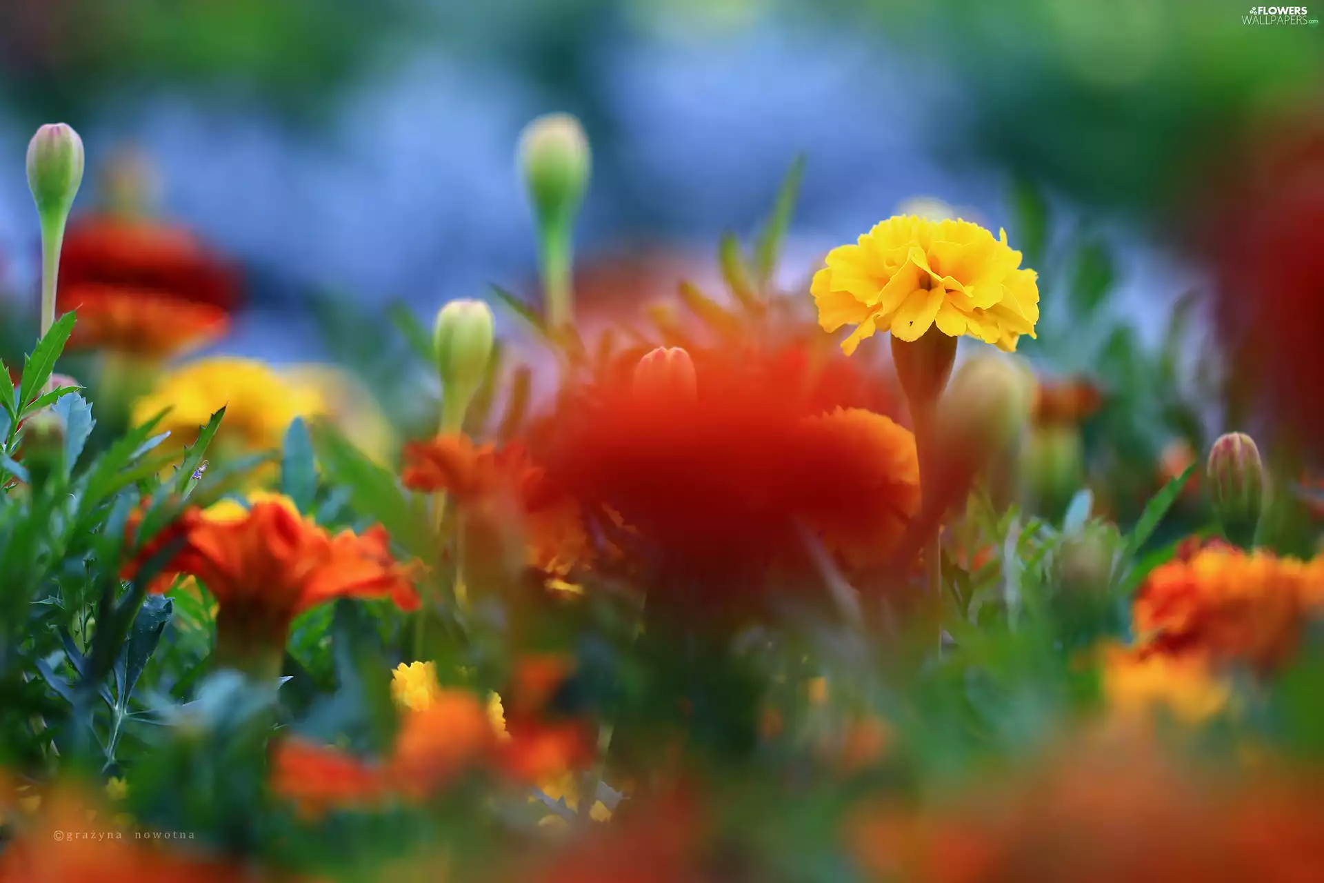 Flowers, Tagetes, Yellow