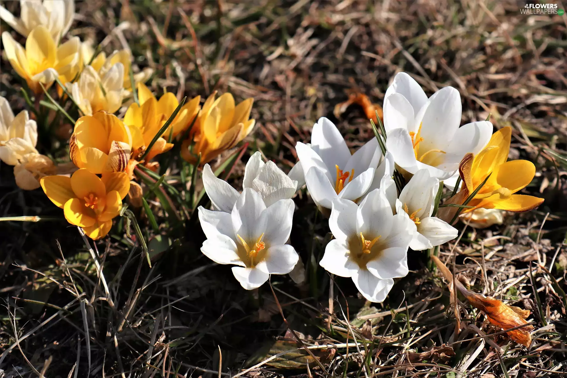Spring, Flowers, Yellow, crocuses, White