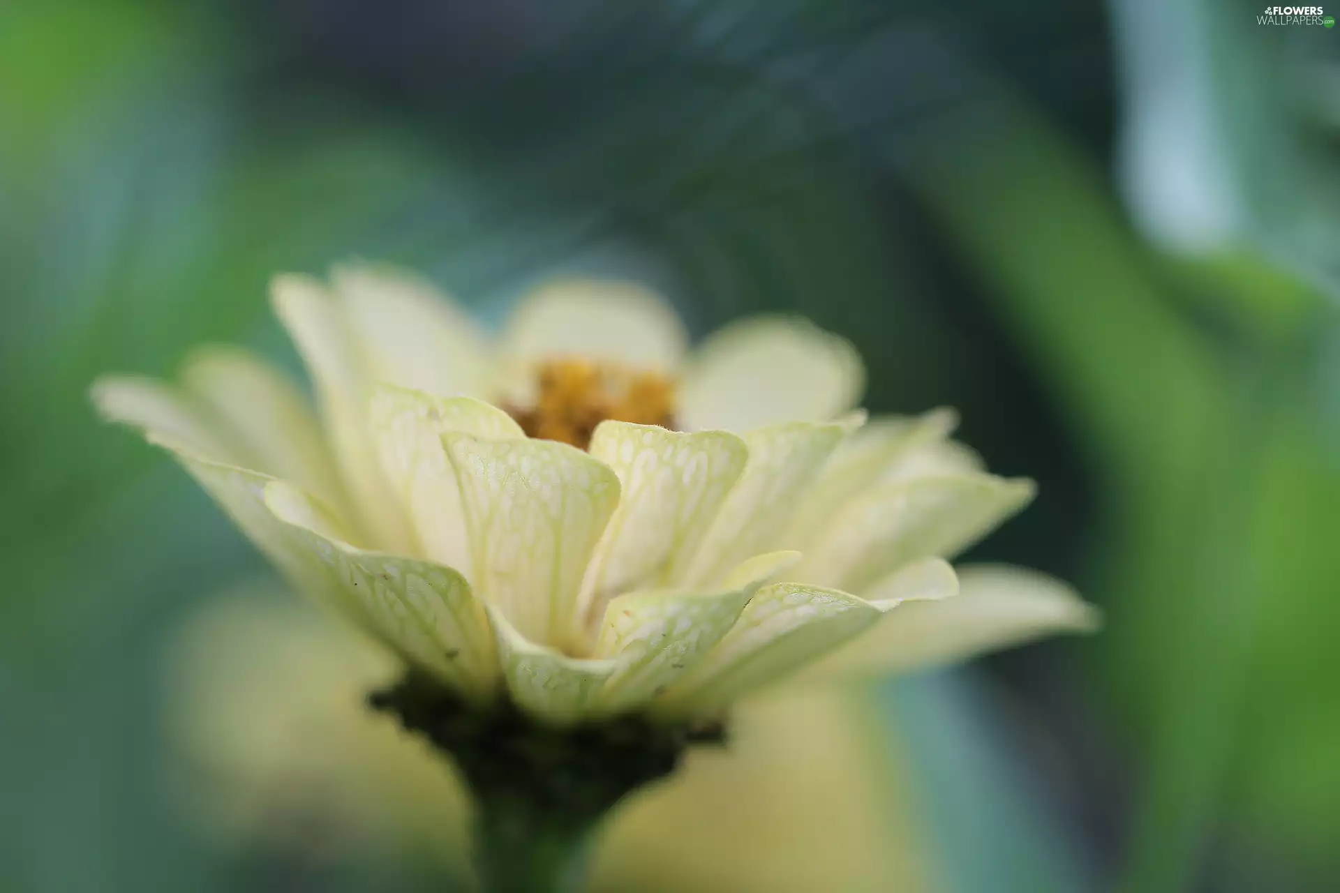 Colourfull Flowers, Yellow Honda, zinnia