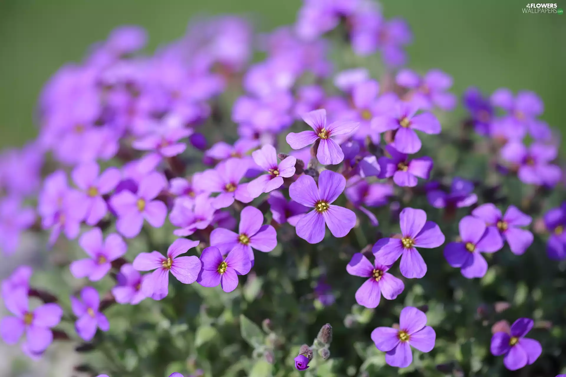 purple, Flowers, Żagwin garden, change
