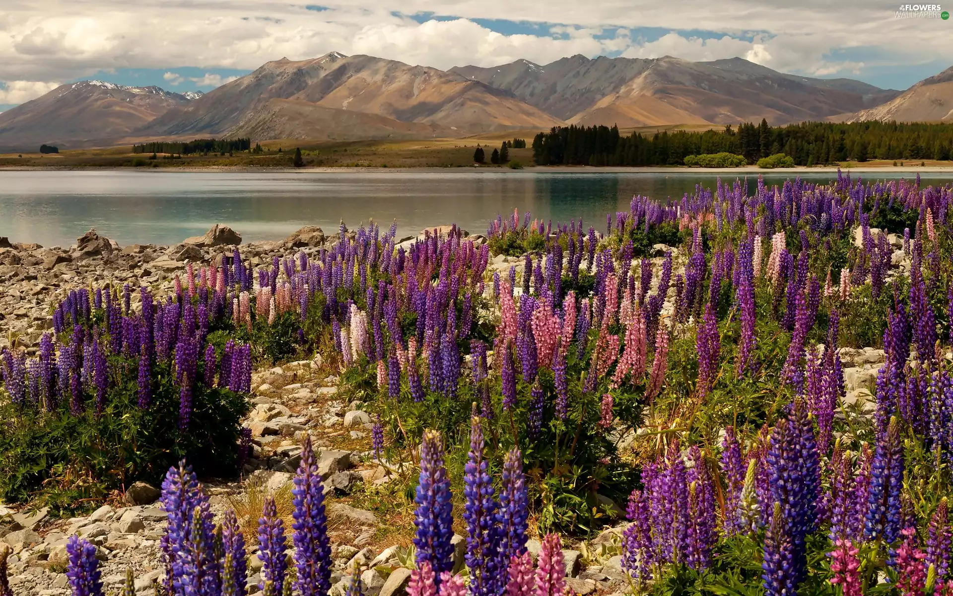 Mountains, New Zeland, Flowers, lupine, coast, lake