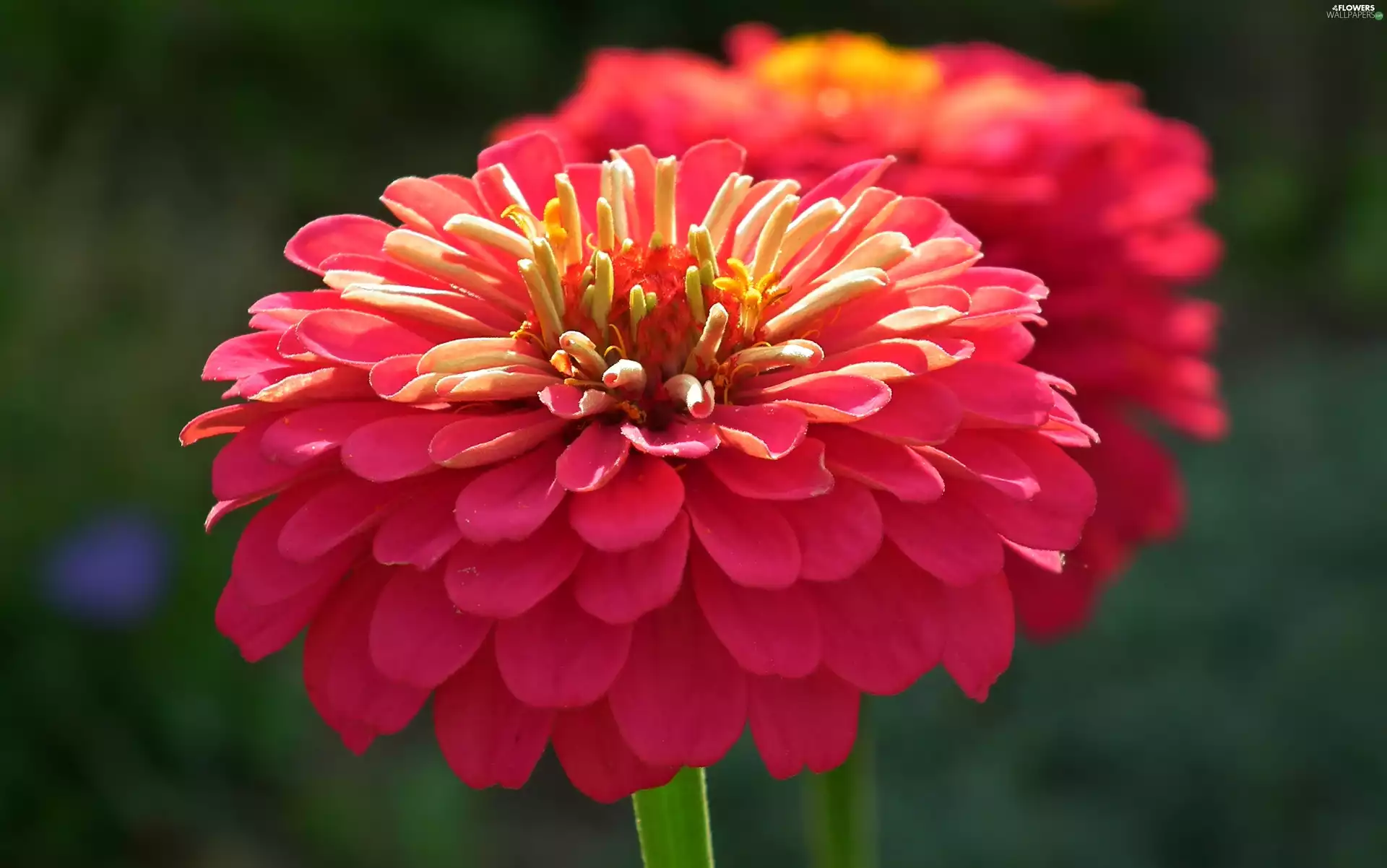 zinnia, nature, Colourfull Flowers