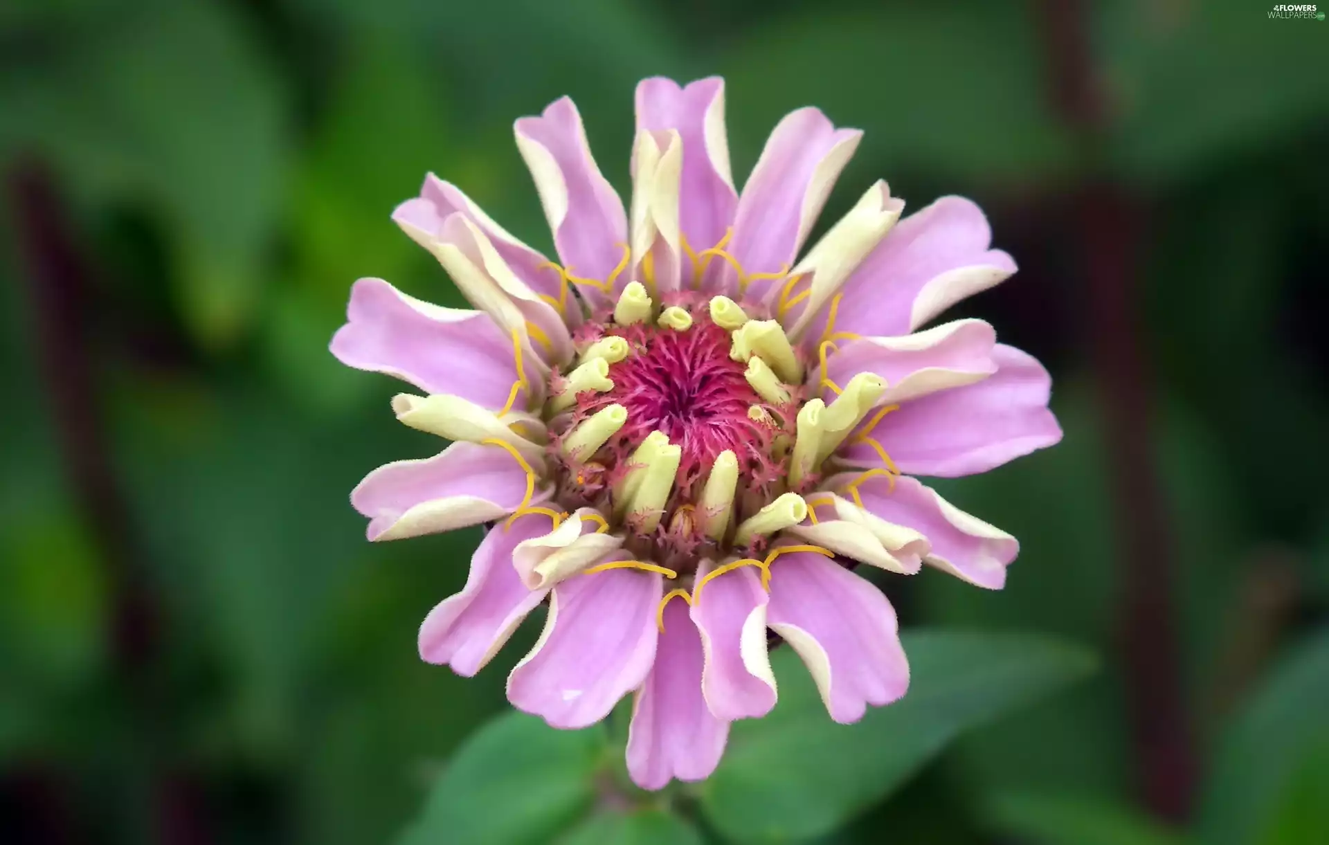 zinnia, nature, Colourfull Flowers