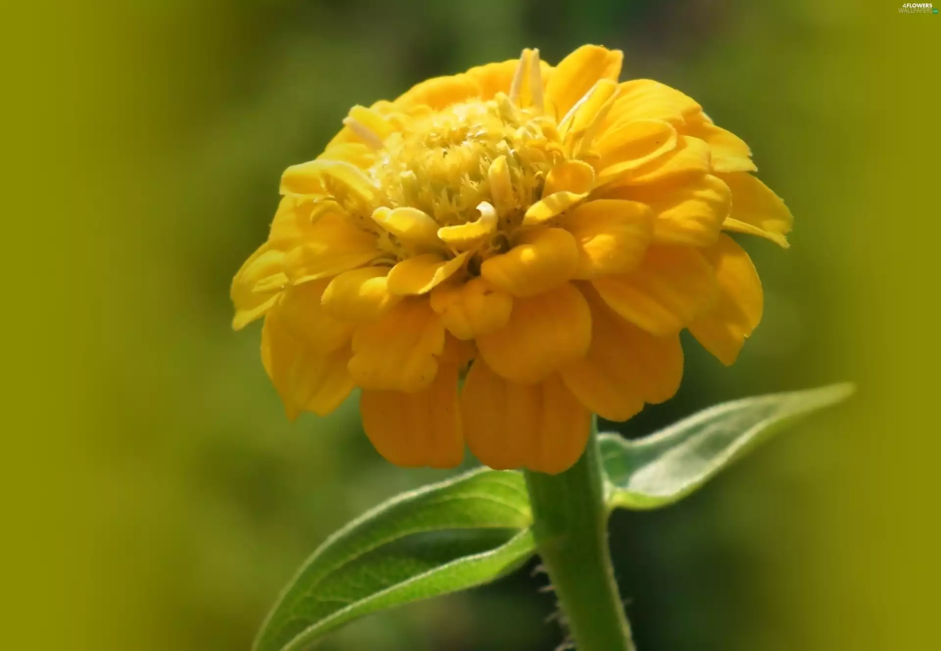 zinnia, nature, Colourfull Flowers