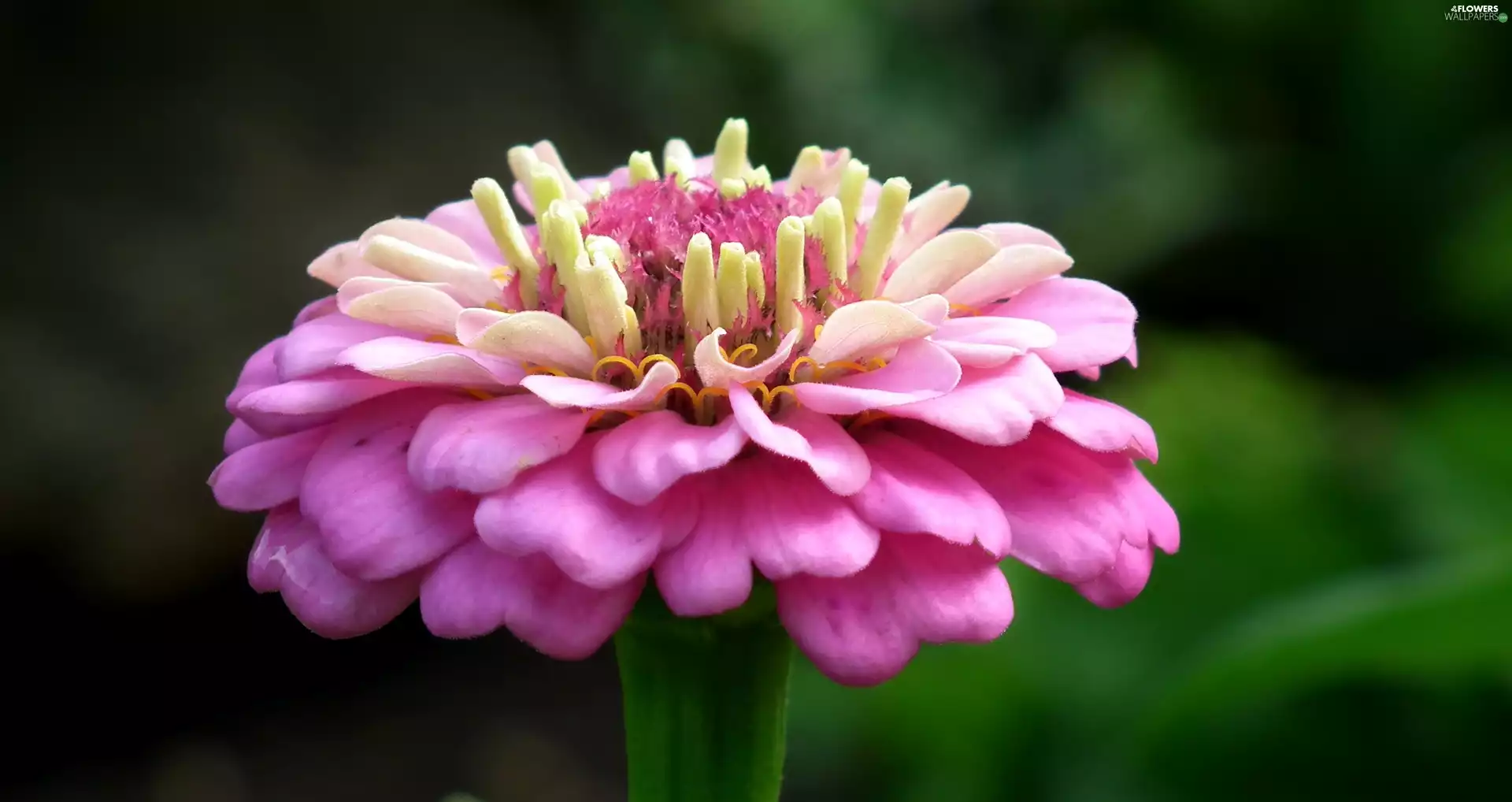 zinnia, nature, Colourfull Flowers