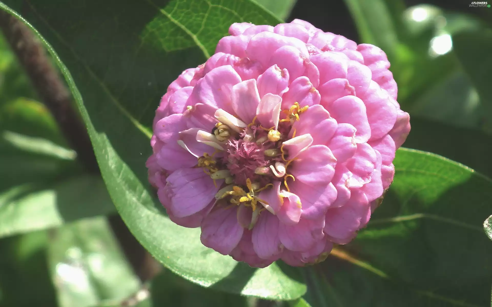 zinnia, nature, Colourfull Flowers