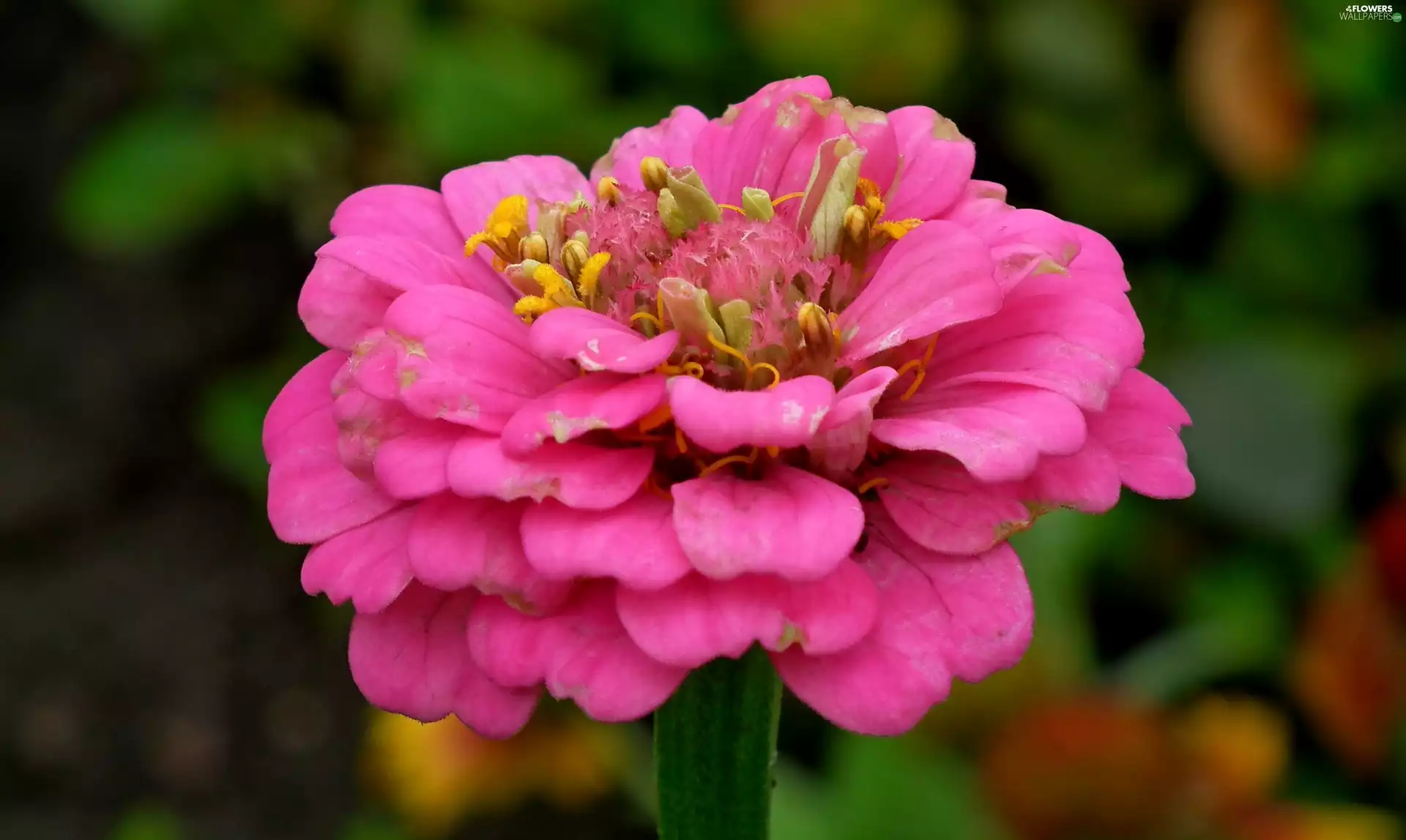 zinnia, nature, Colourfull Flowers