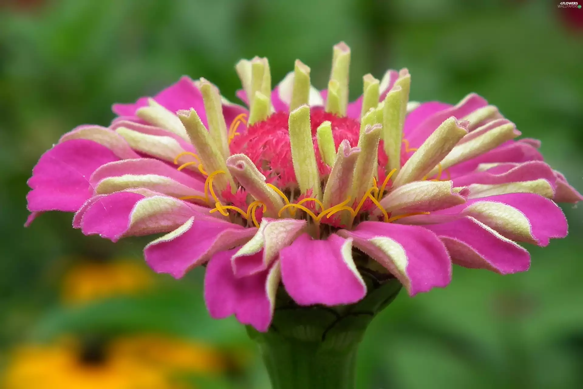 zinnia, nature, Colourfull Flowers