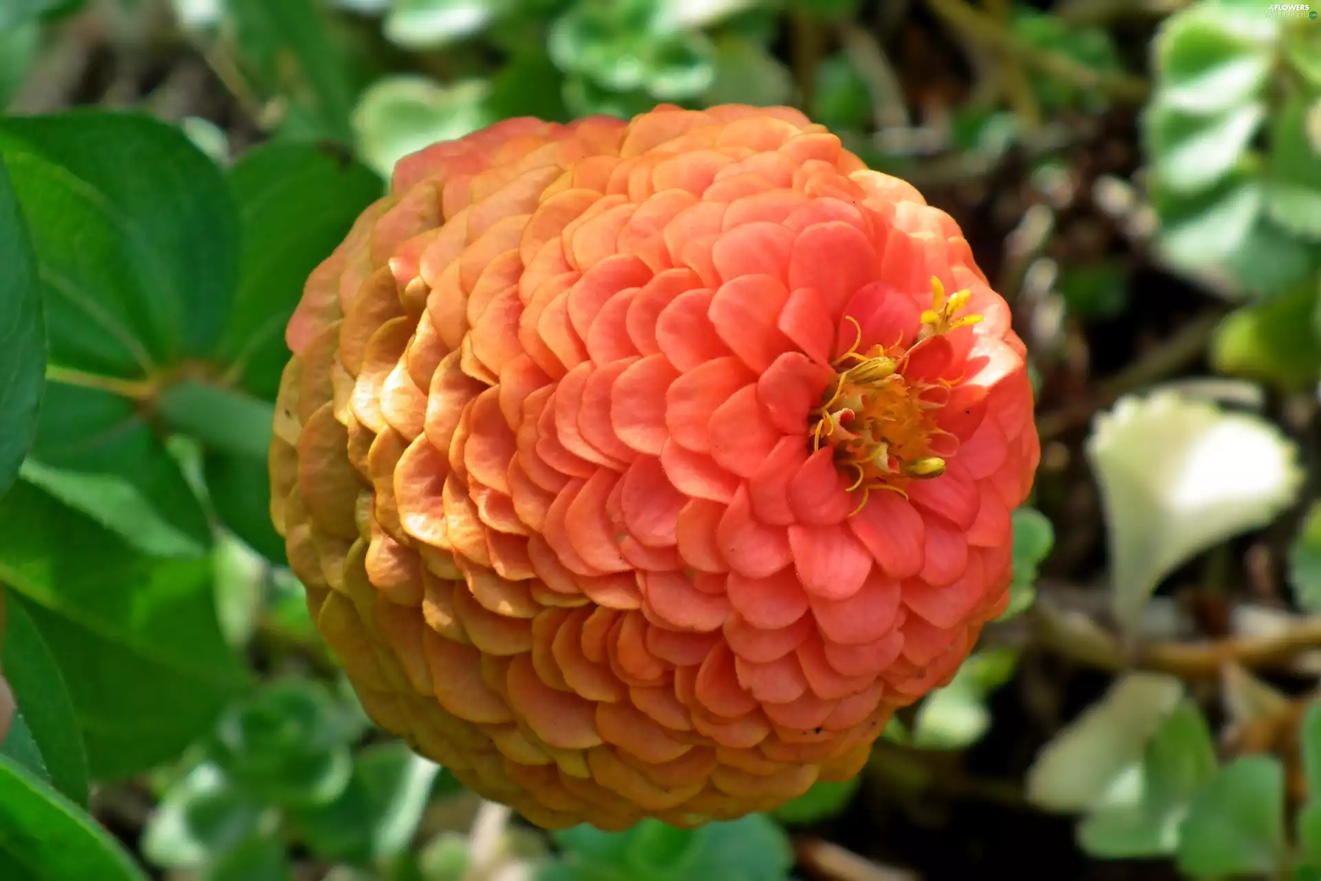 zinnia, nature, Colourfull Flowers