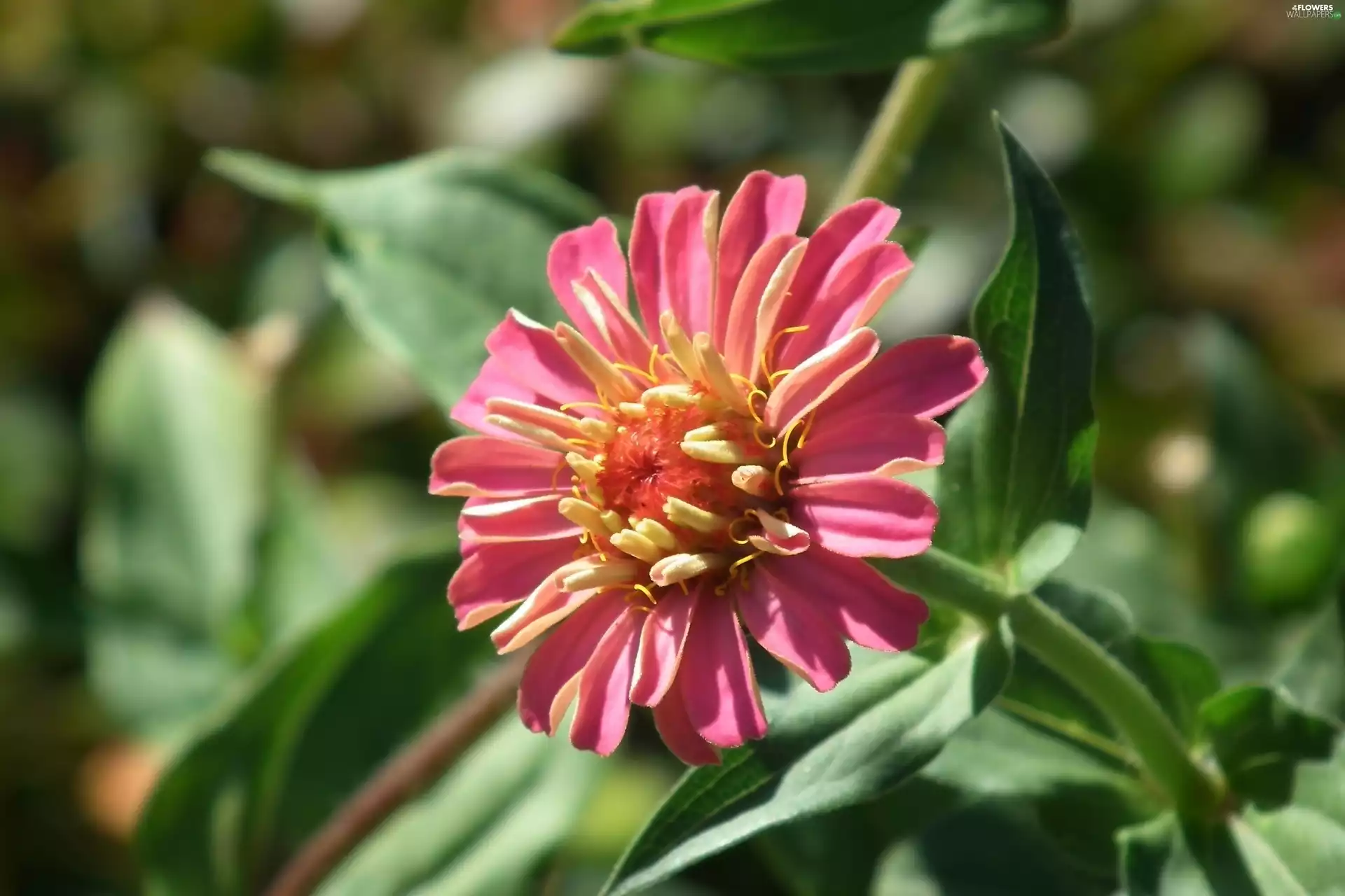 zinnia, nature, Colourfull Flowers