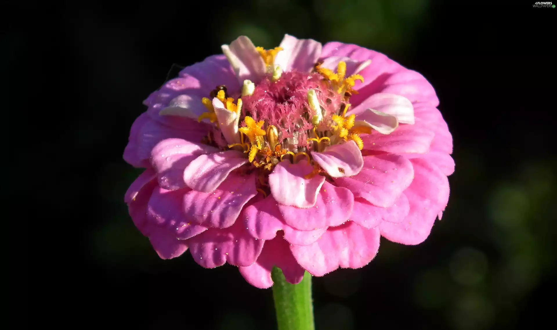 zinnia, nature, Colourfull Flowers