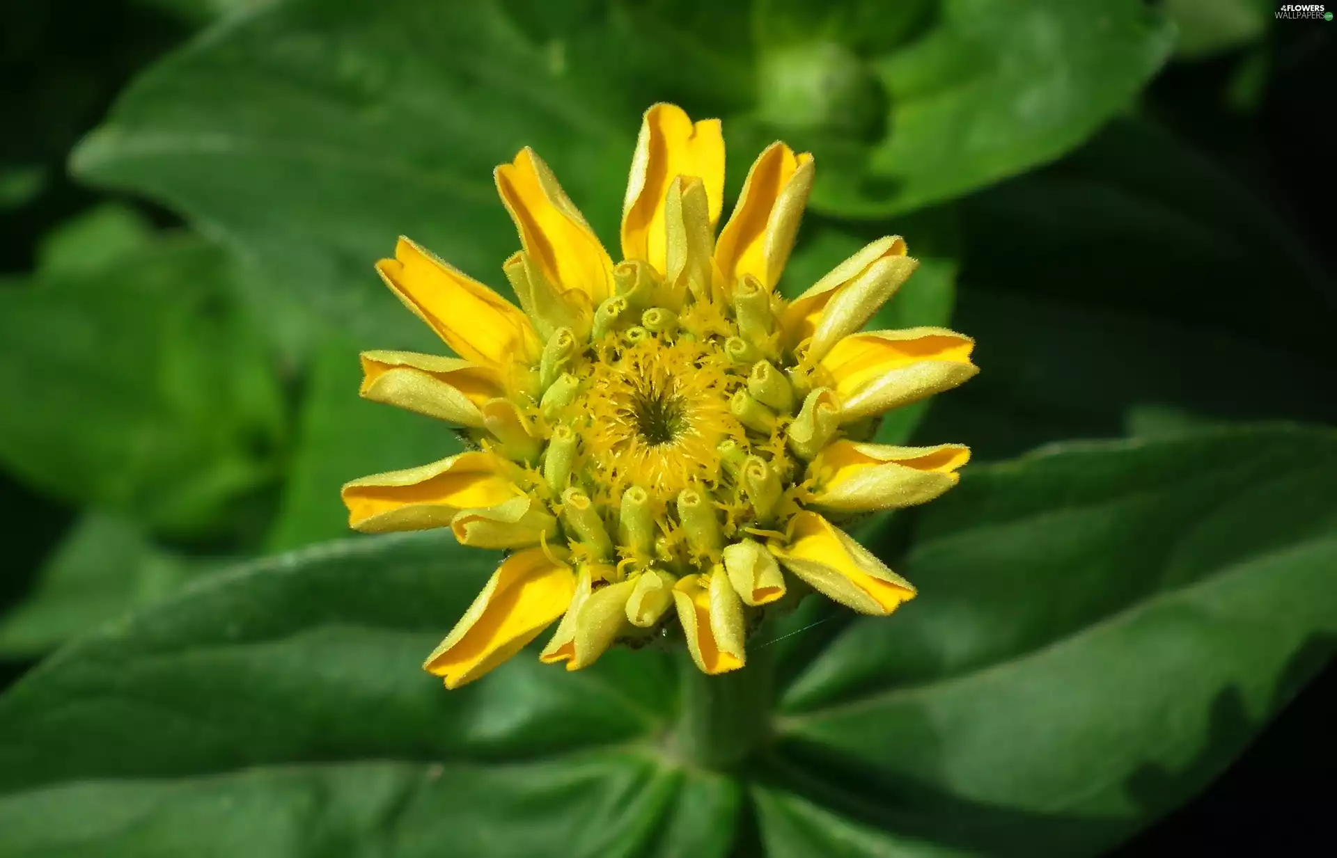 zinnia, nature, Colourfull Flowers