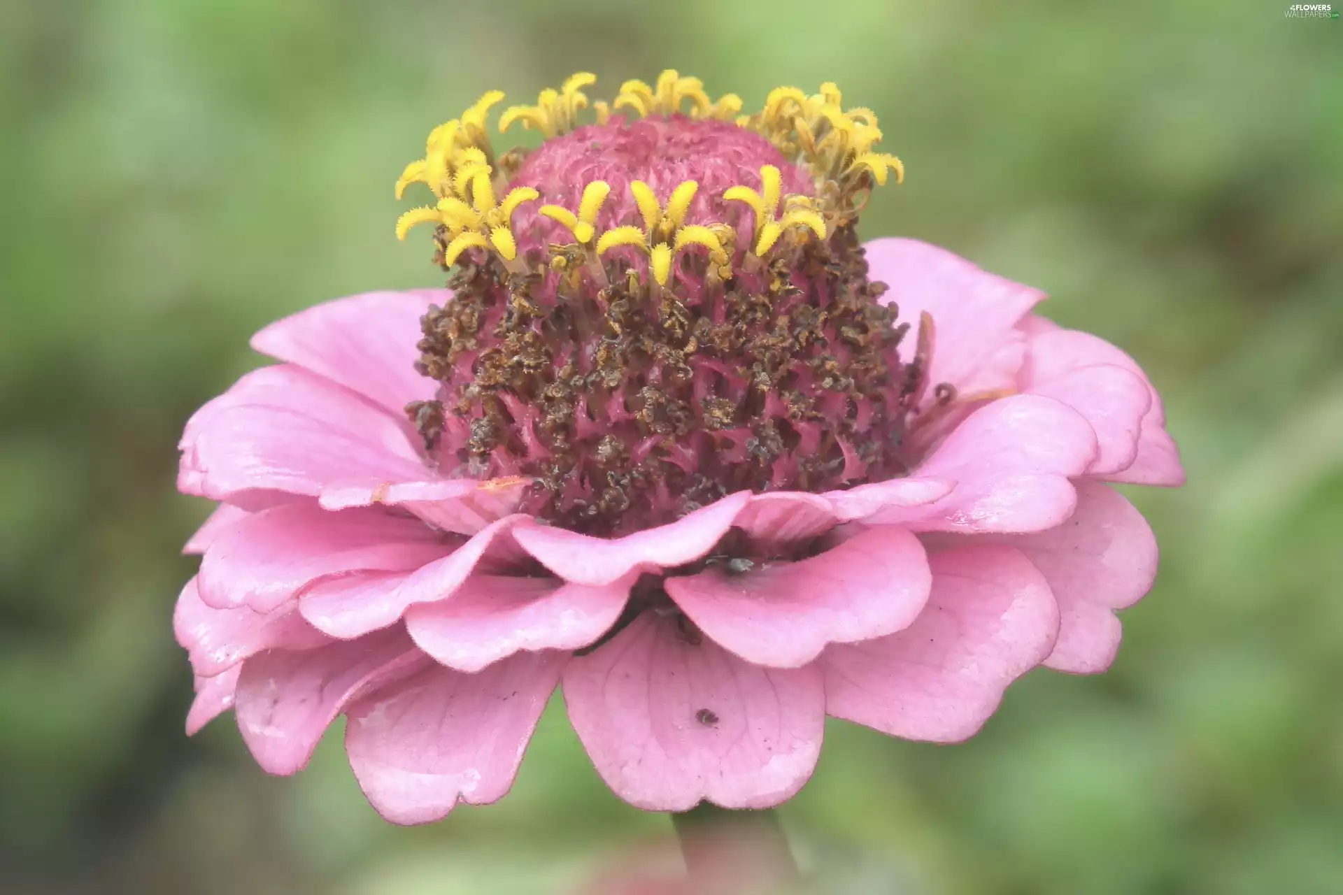 zinnia, nature, Colourfull Flowers