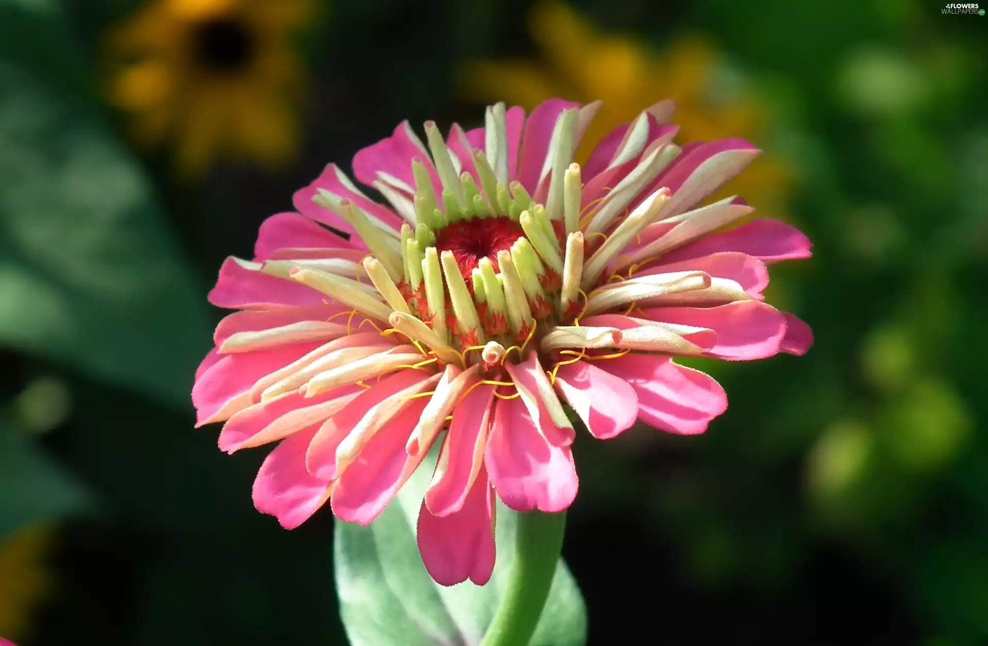 zinnia, nature, Colourfull Flowers