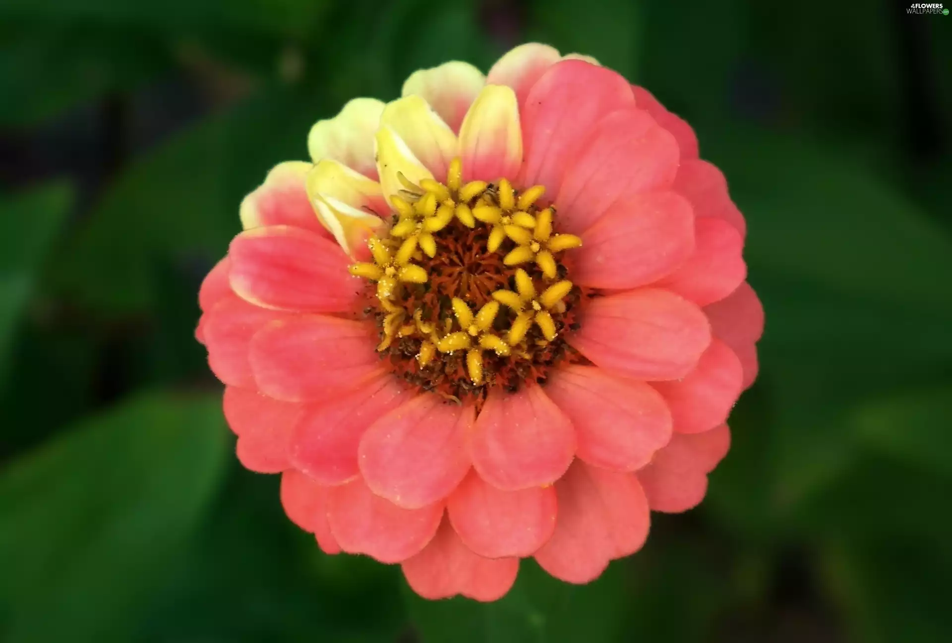 zinnia, nature, Colourfull Flowers