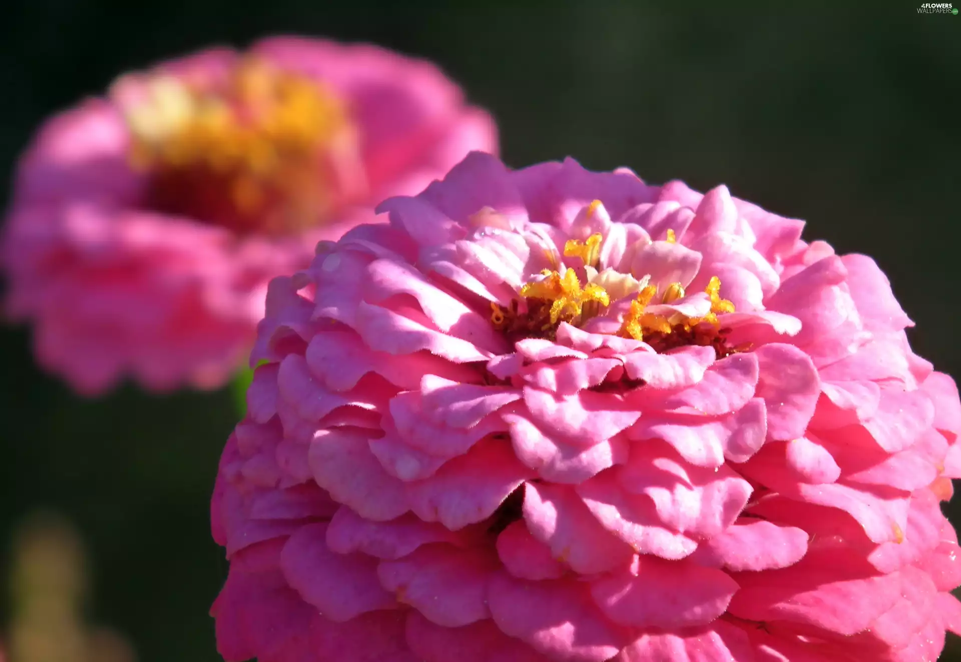 zinnia, nature, Colourfull Flowers