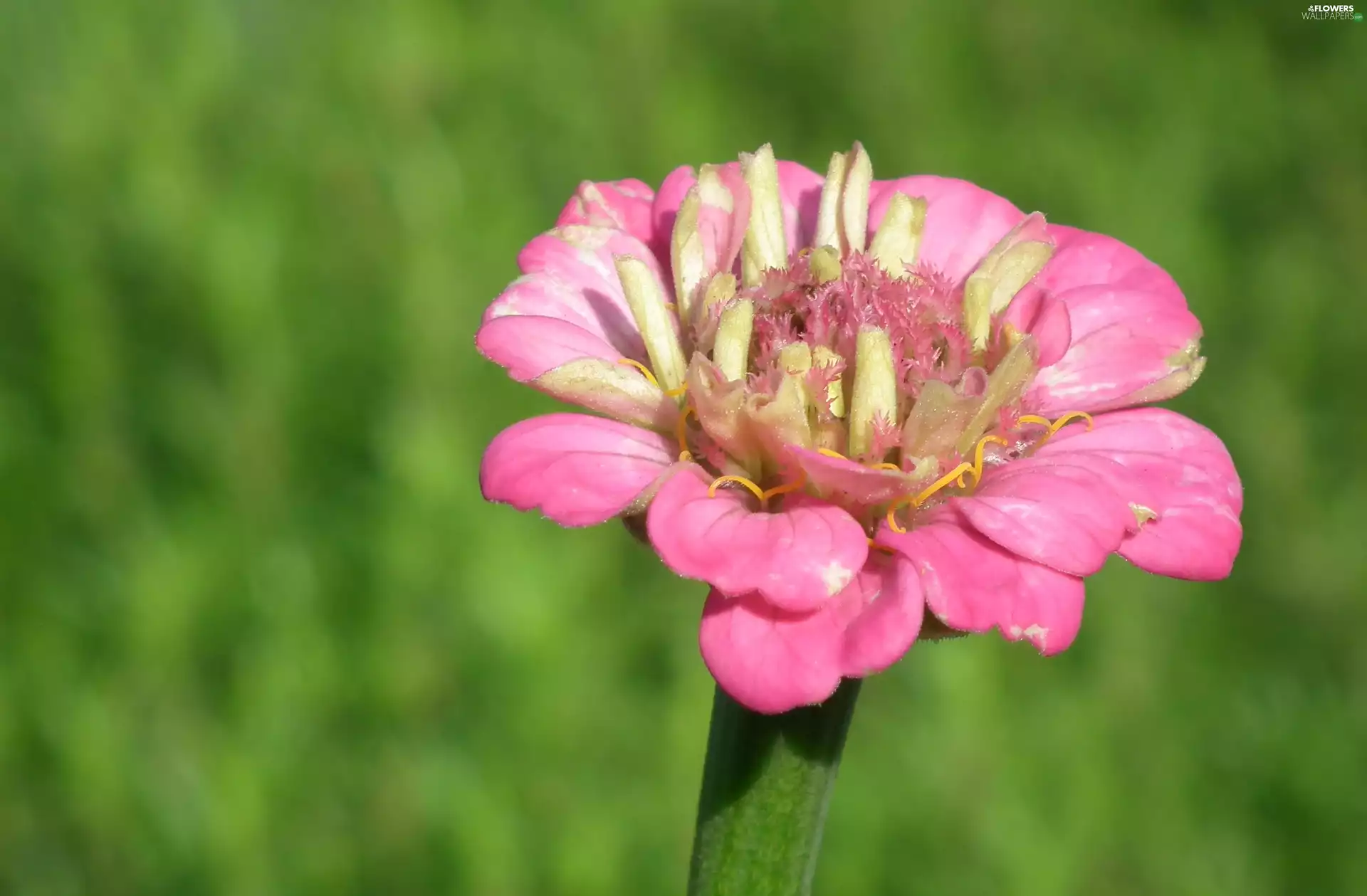 zinnia, nature, Colourfull Flowers