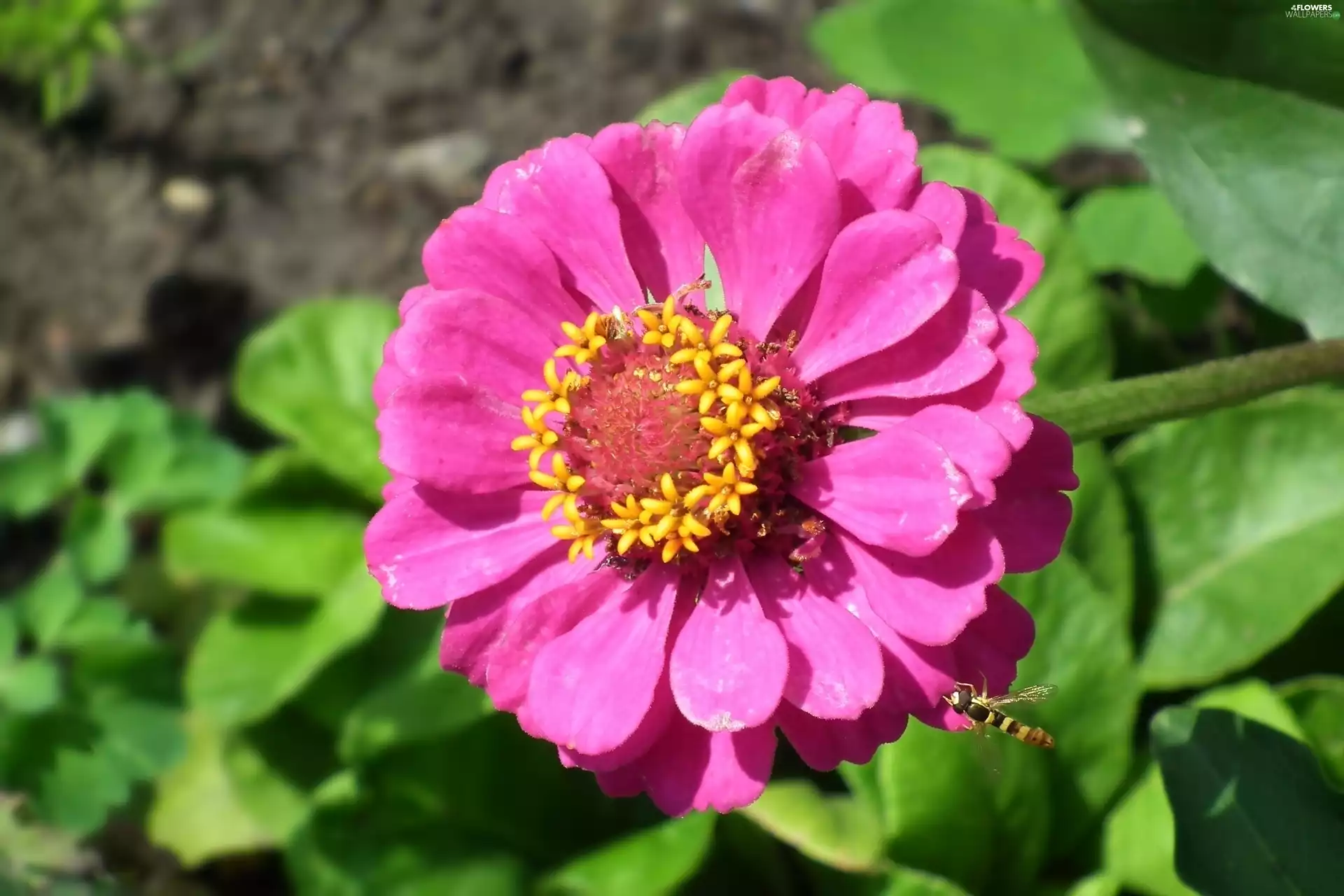 zinnia, nature, Colourfull Flowers