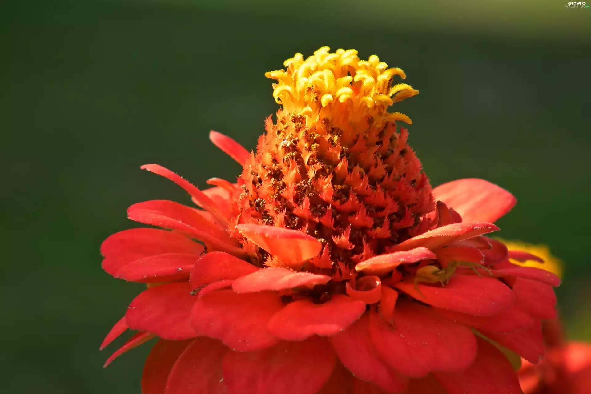 zinnia, nature, Colourfull Flowers