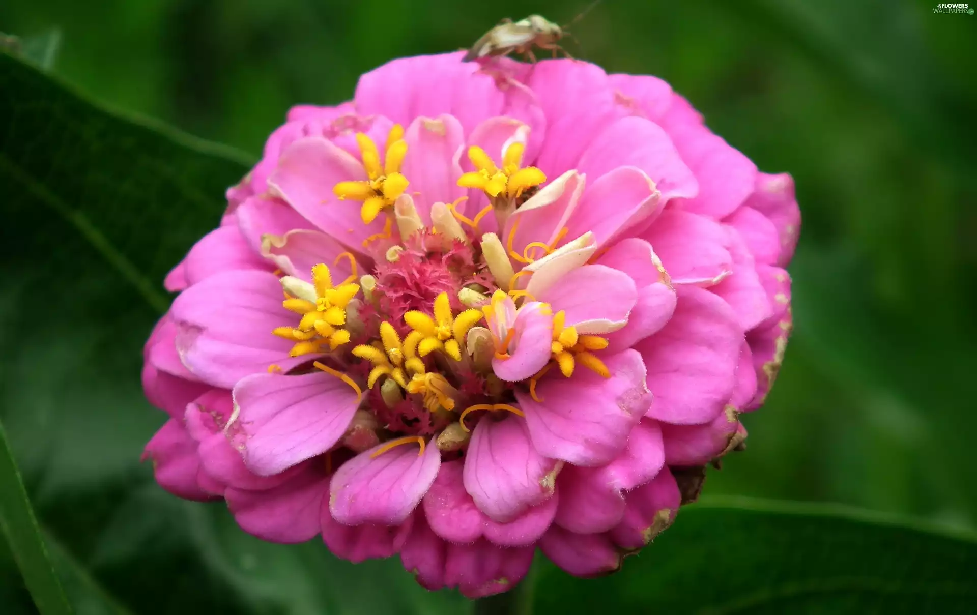 zinnia, nature, Colourfull Flowers