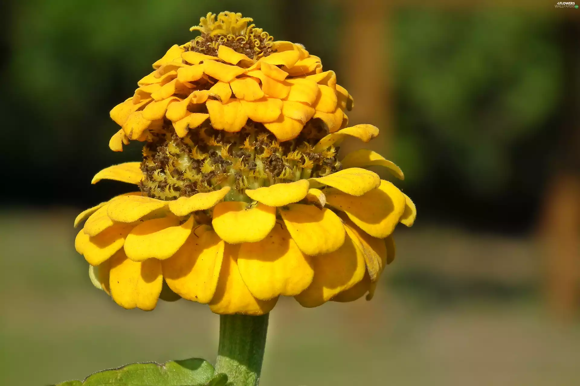 zinnia, nature, Colourfull Flowers