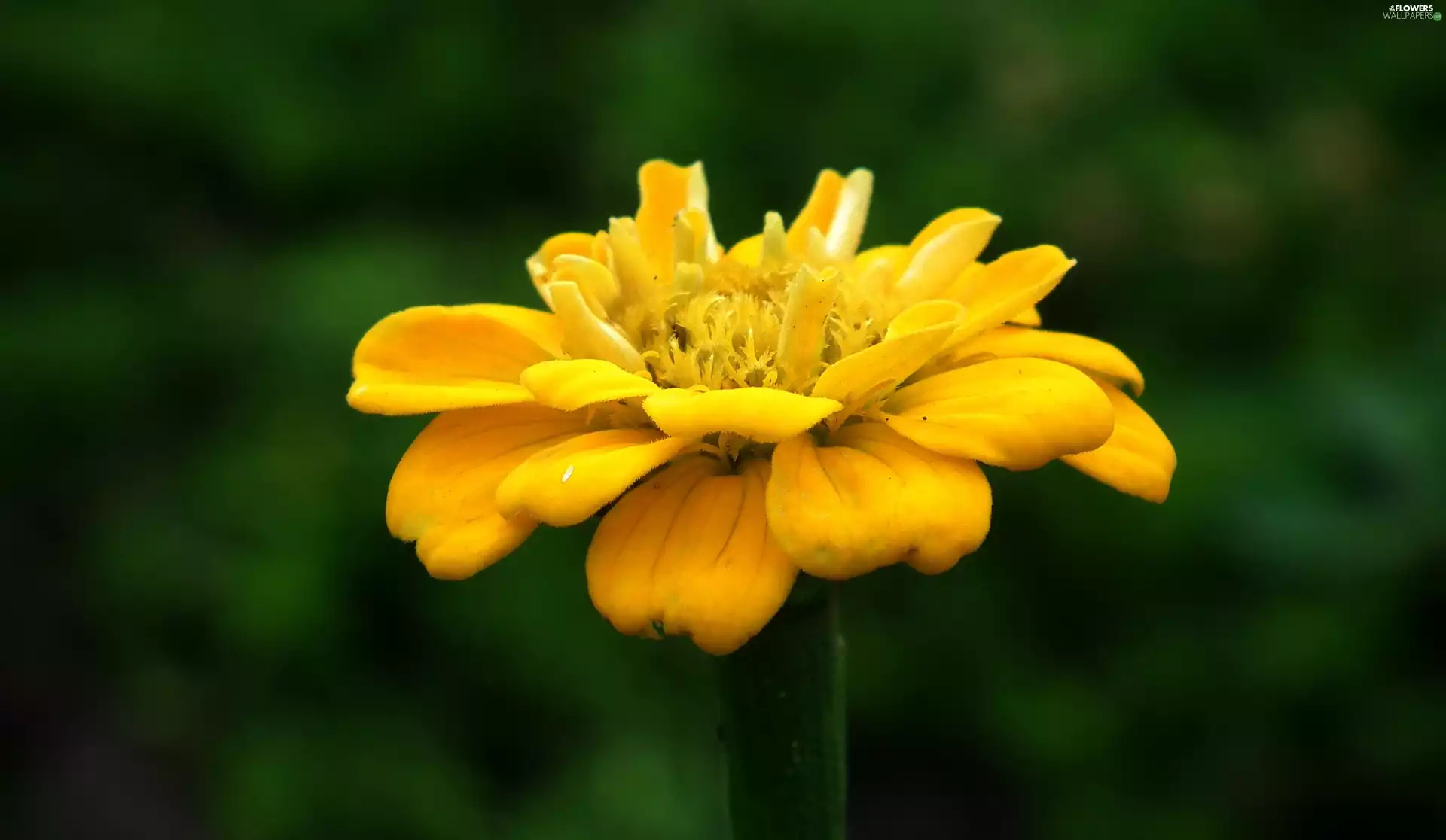 zinnia, nature, Colourfull Flowers
