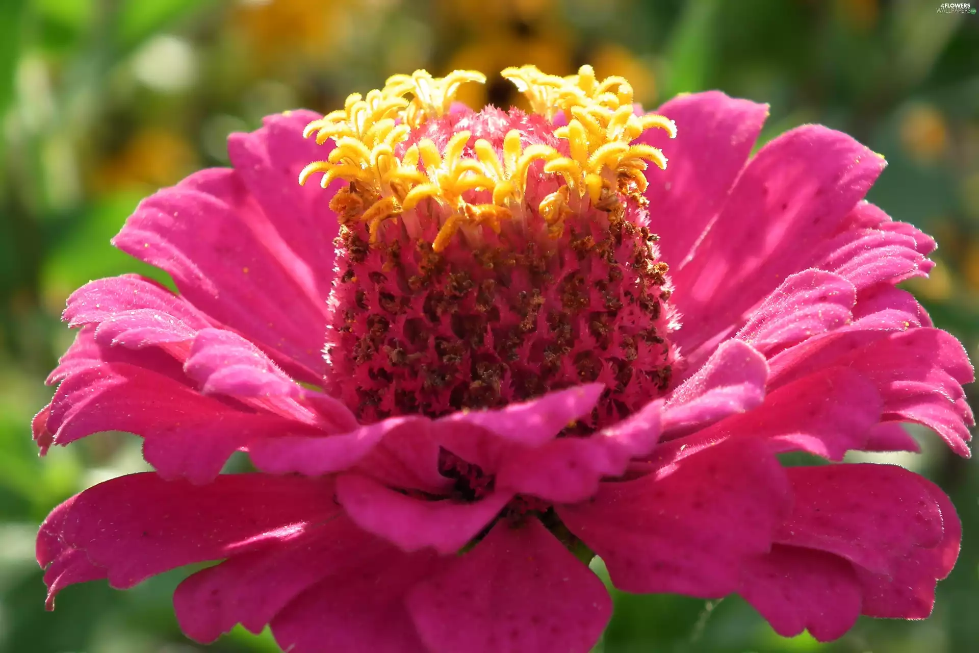 zinnia, nature, Colourfull Flowers