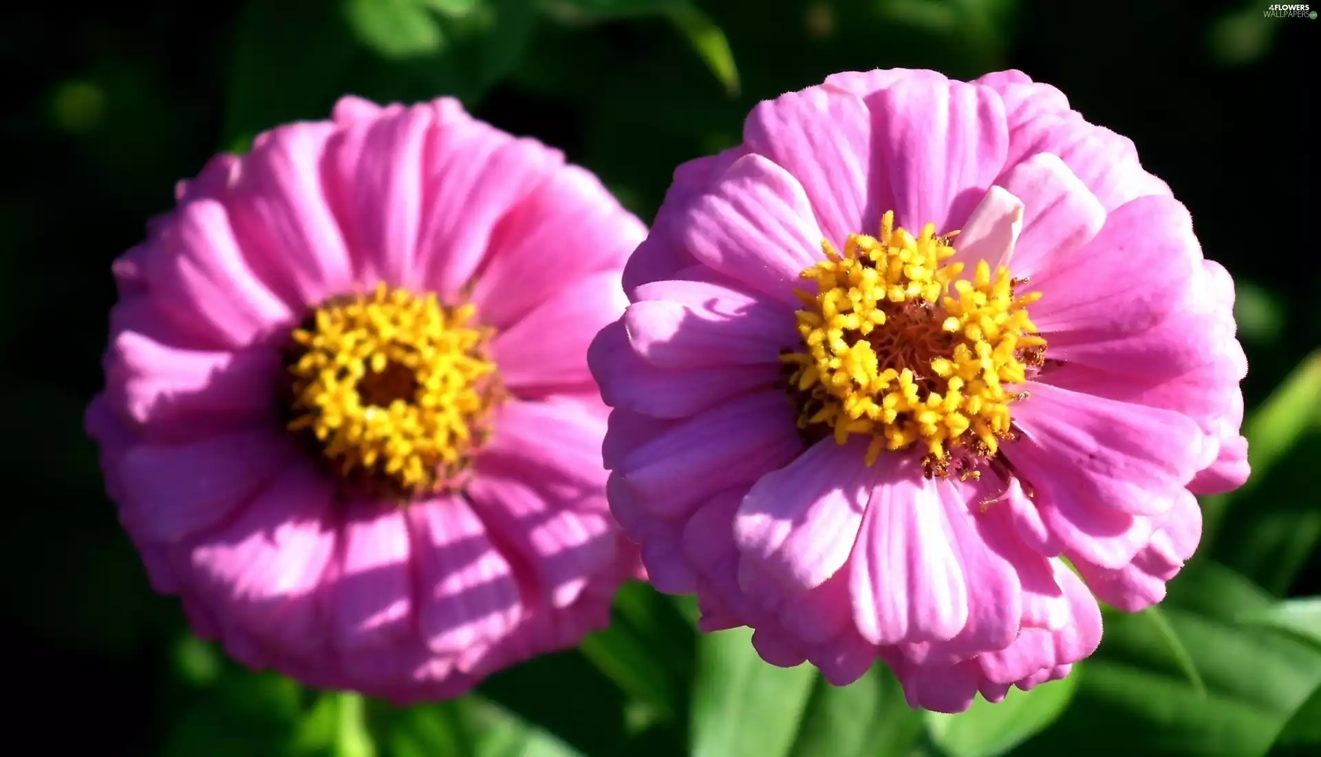 zinnia, nature, Colourfull Flowers