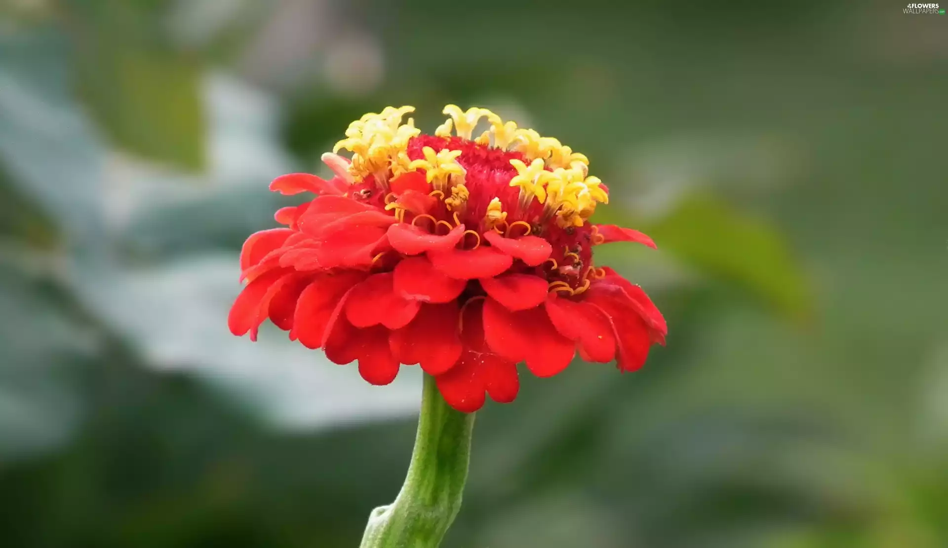 zinnia, nature, Colourfull Flowers