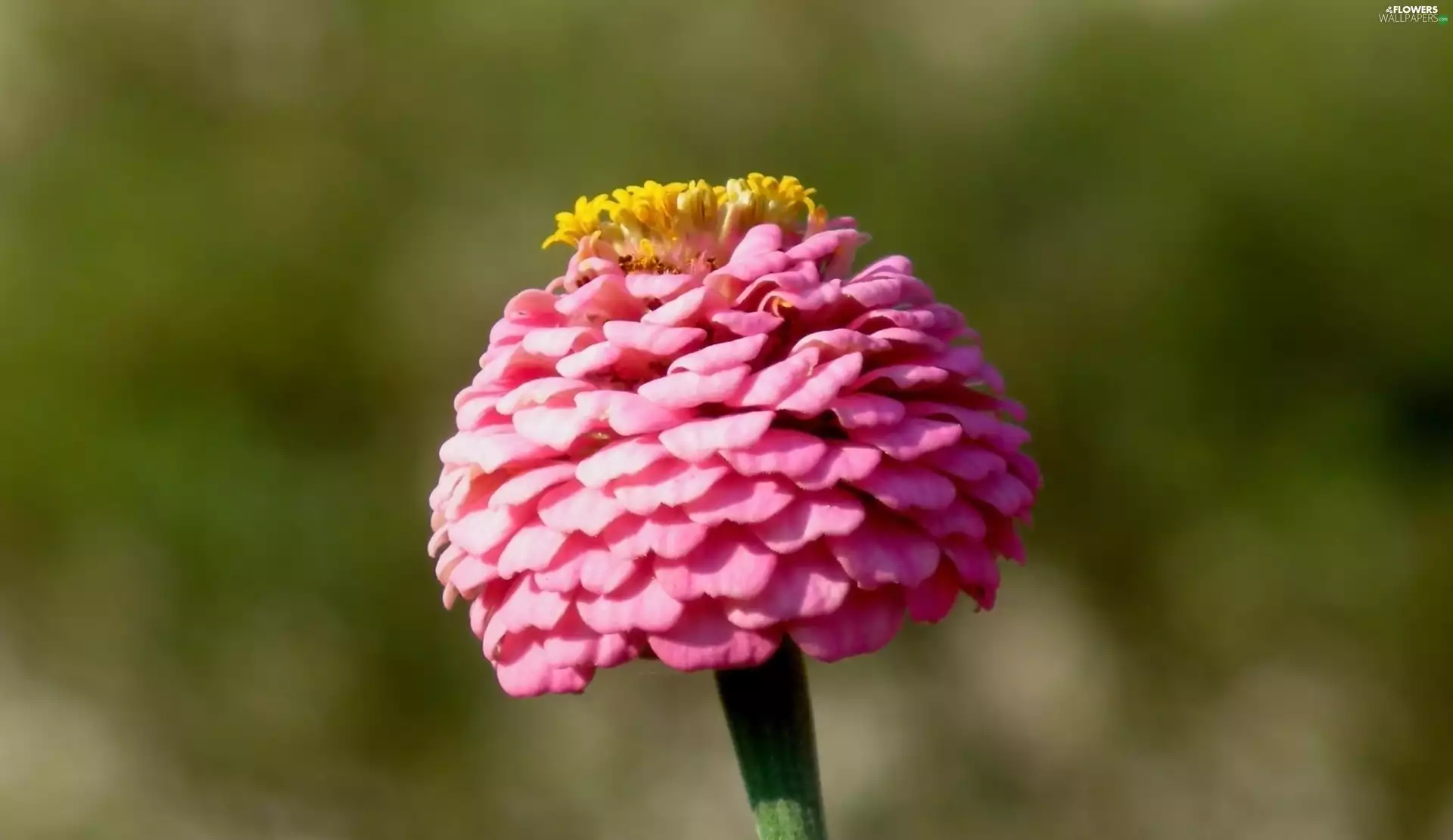 zinnia, nature, Colourfull Flowers