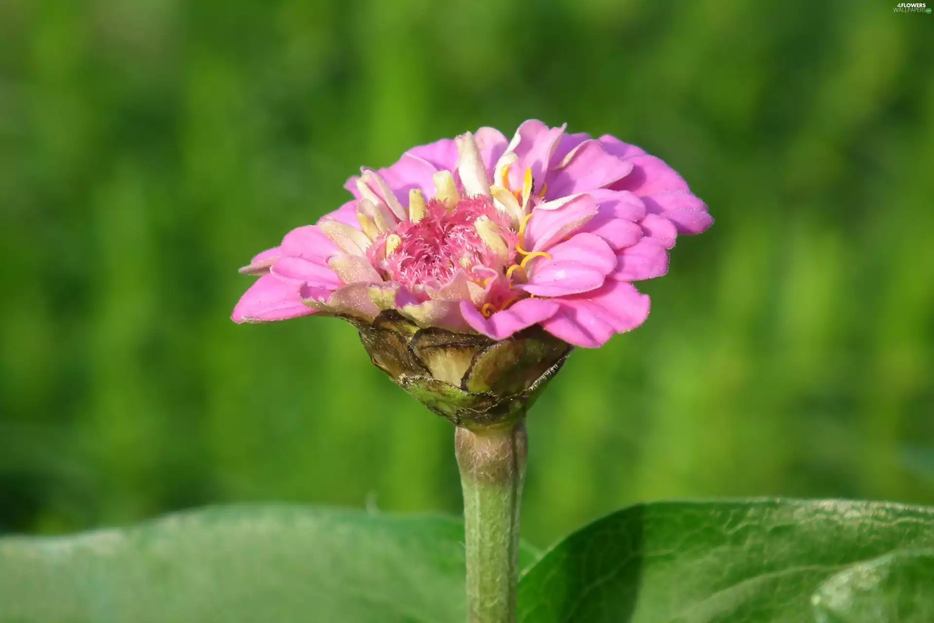 zinnia, nature, Colourfull Flowers