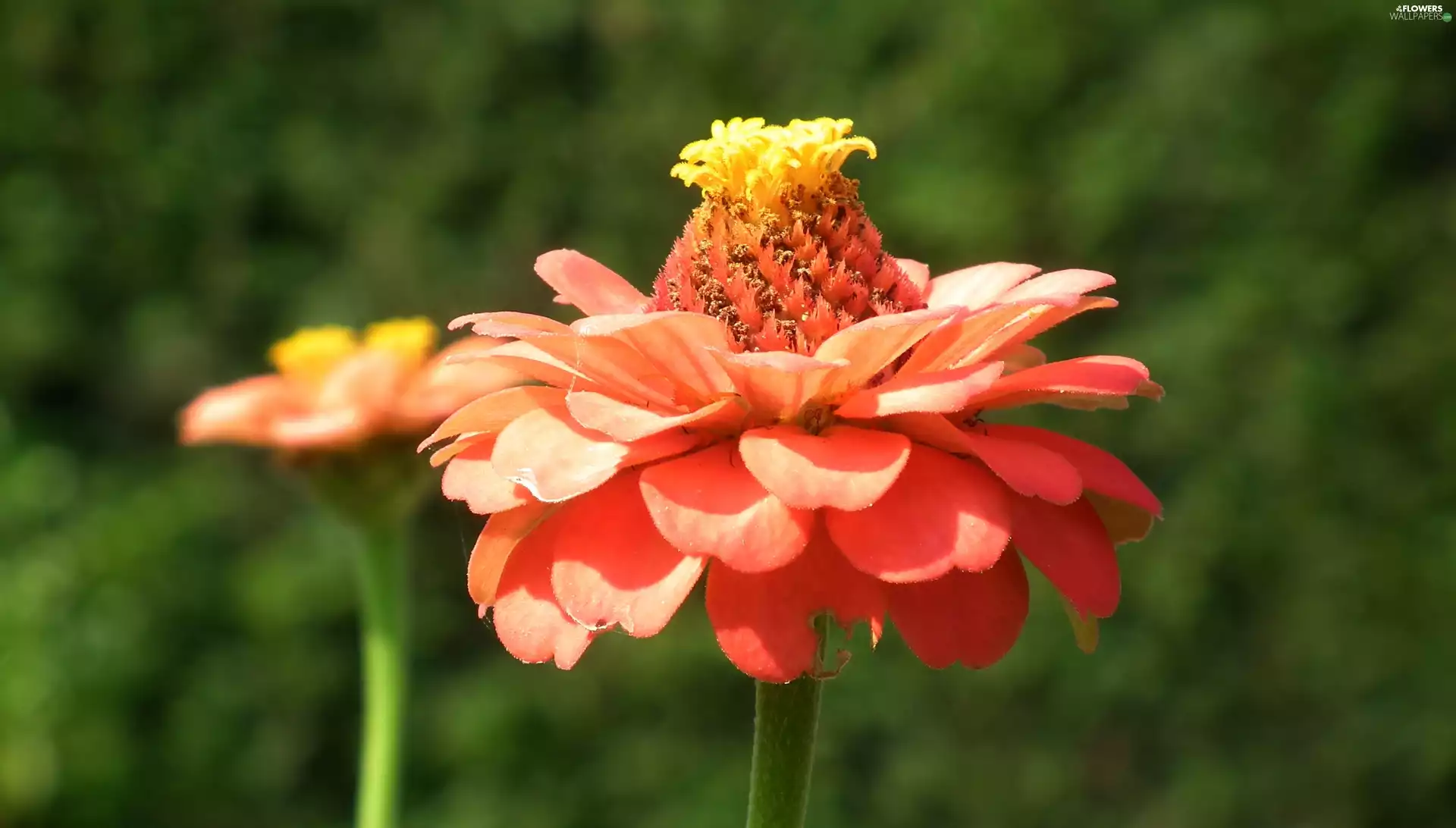 zinnia, Pink, Colourfull Flowers