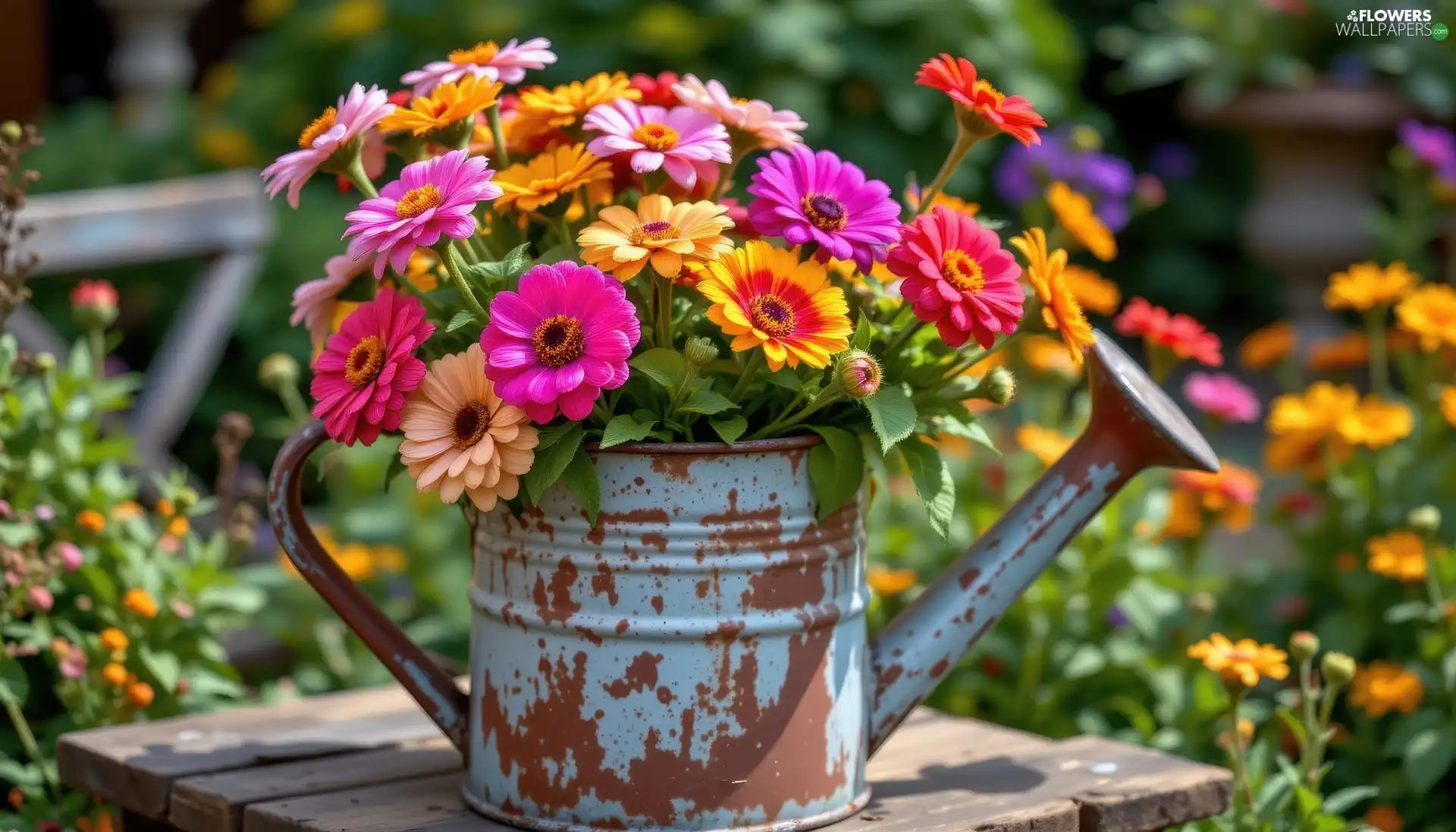 Zinnias, watering can, Flowers