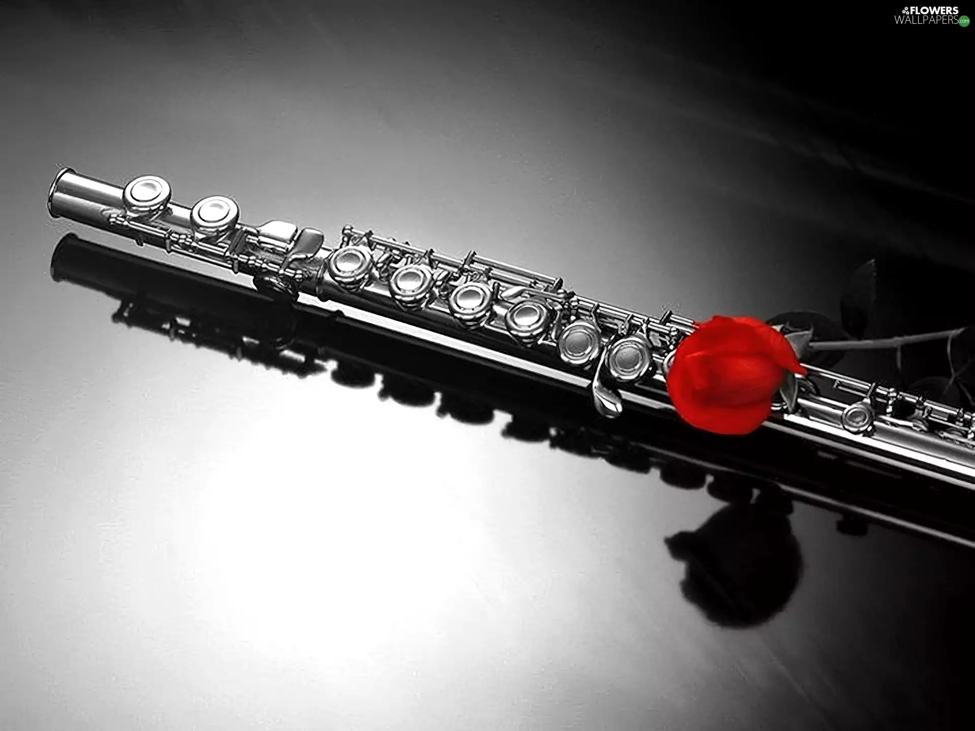 flute, rose
