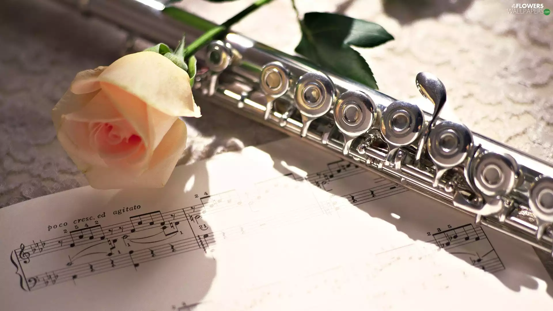 flute, rose, Tunes