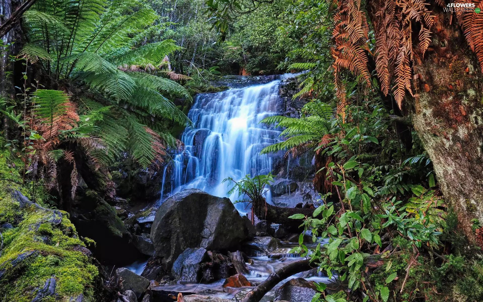 trees, forest, fern, flux, viewes, Stones