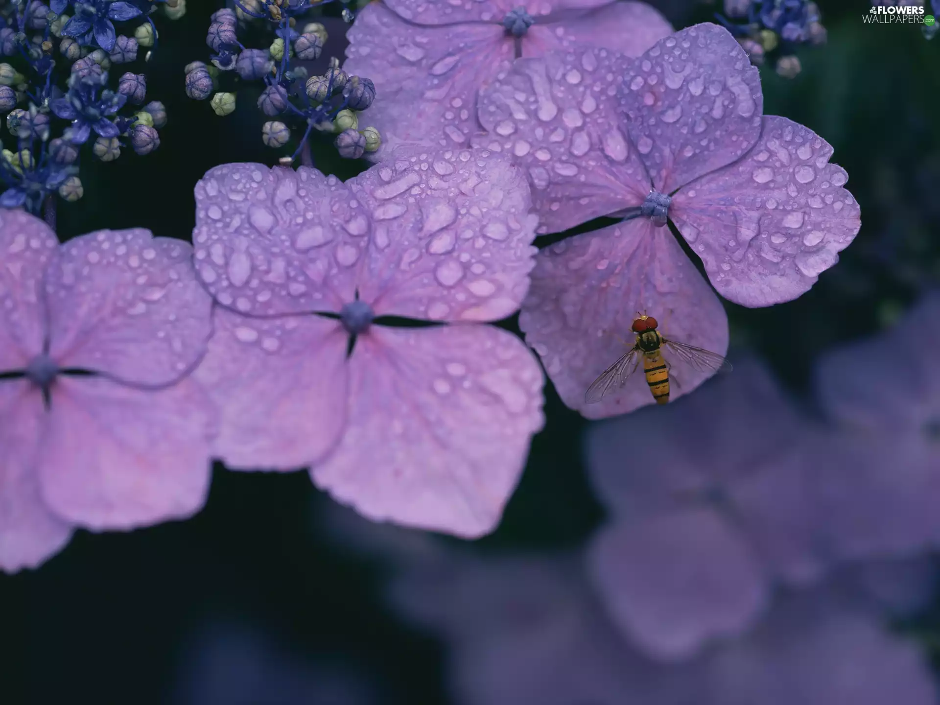 water, fly, Flowers, drops, purple