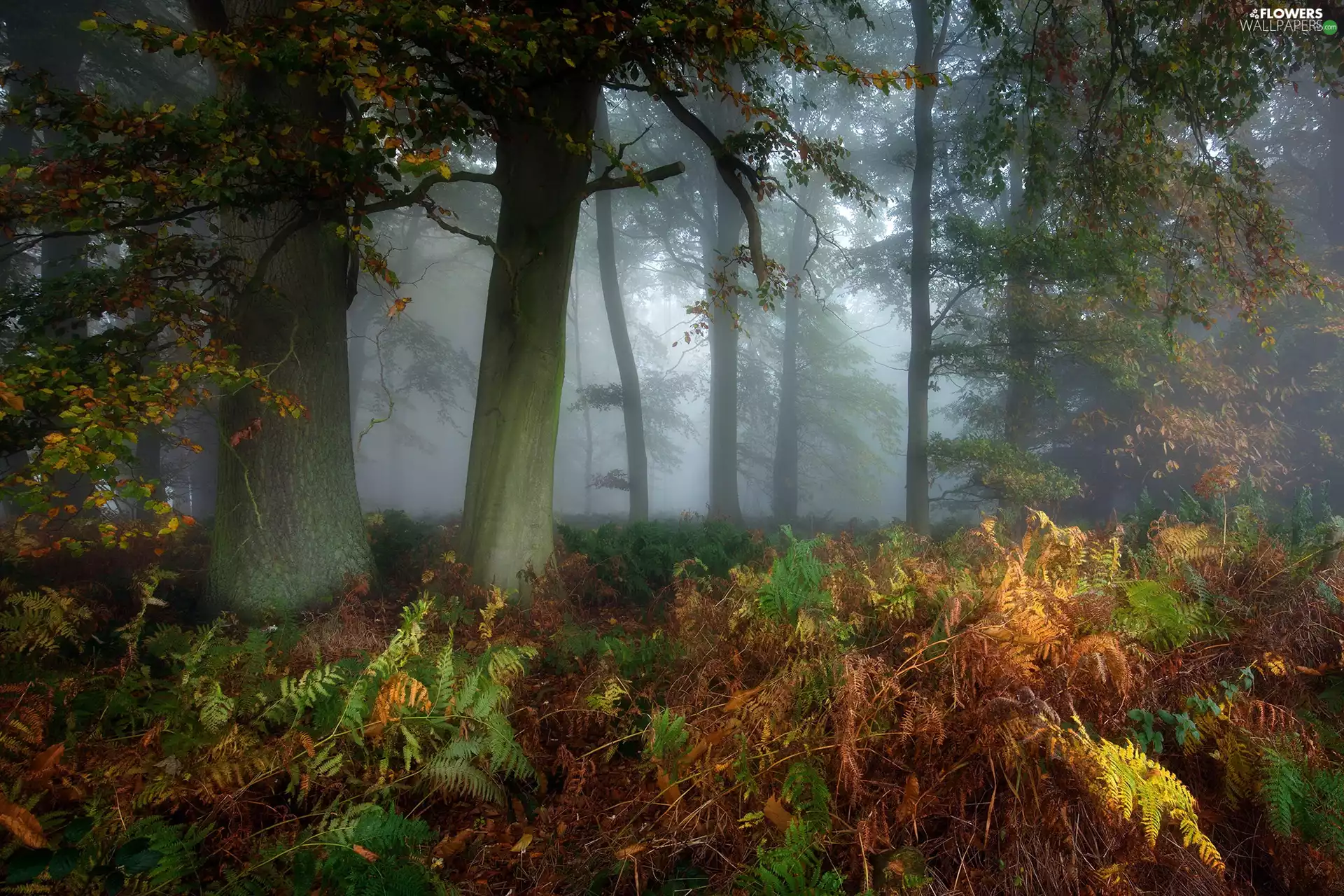 forest, fern, autumn, Fog