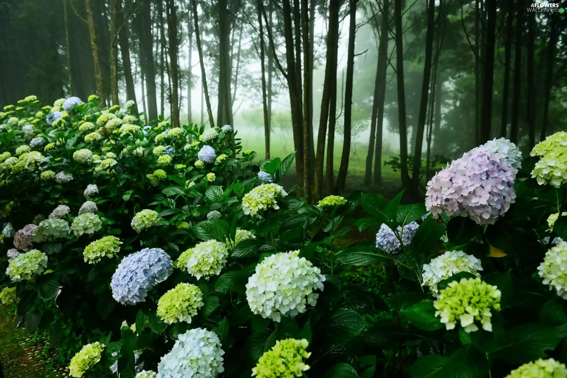 viewes, Fog, forest, trees, hydrangeas