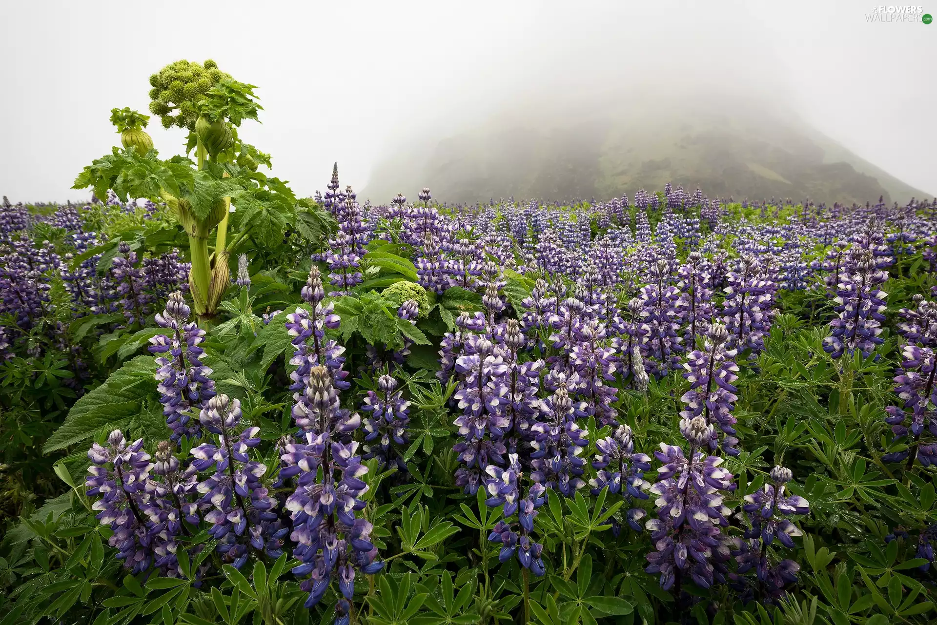 mountains, Fog, lupine, plant, Flowers