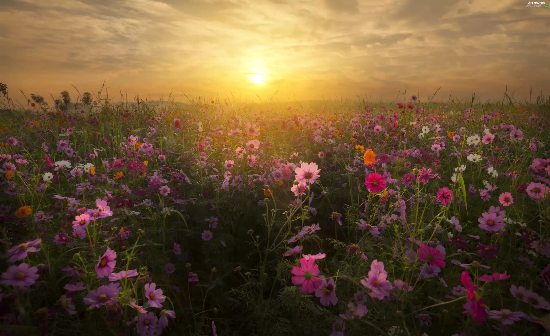 Meadow, Sunrise, Cosmos, Fog