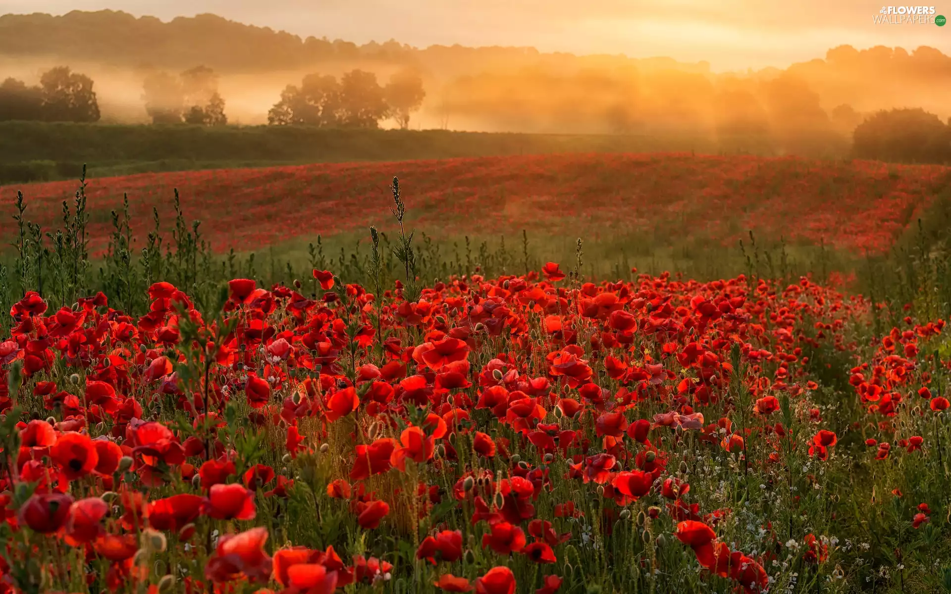 viewes, Fog, papavers, trees, Meadow