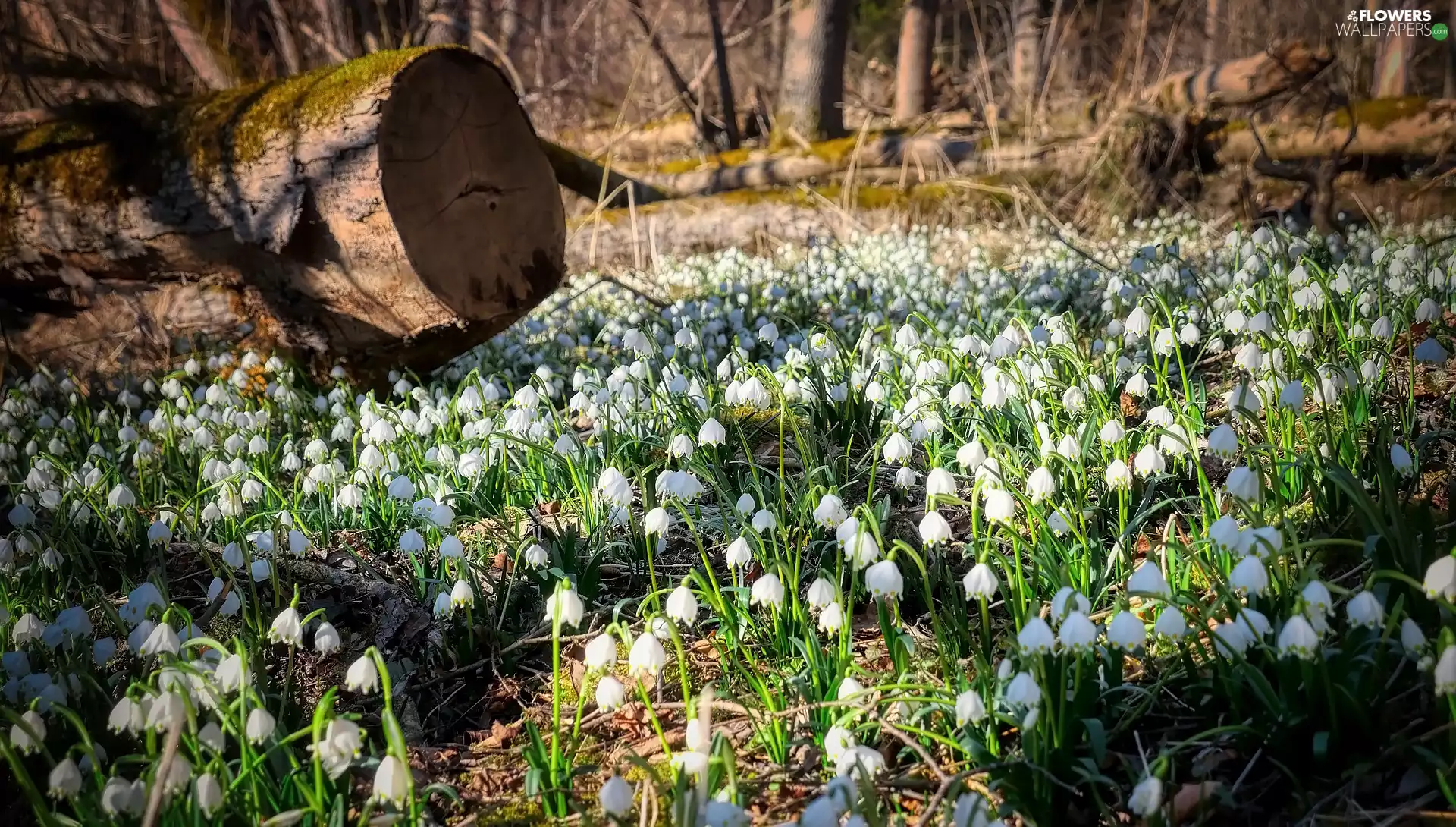 forest, Flowers, viewes, Lod on the beach, trees, Leucojum