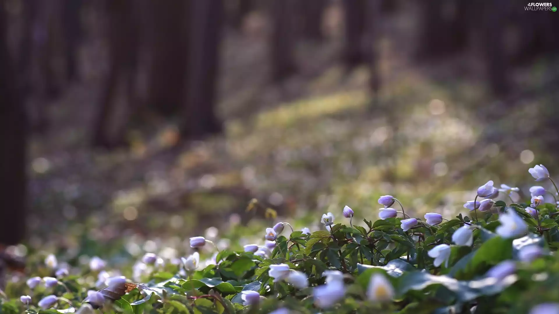 Spring, forest, blurry background, Anemones