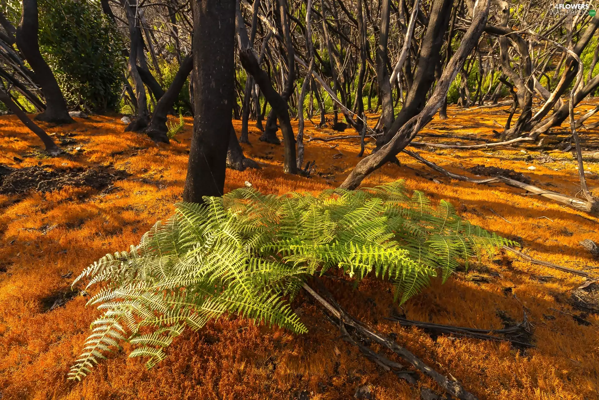 forest, Fern, La Gomera Island, Garajonay National Park, Canary Islands