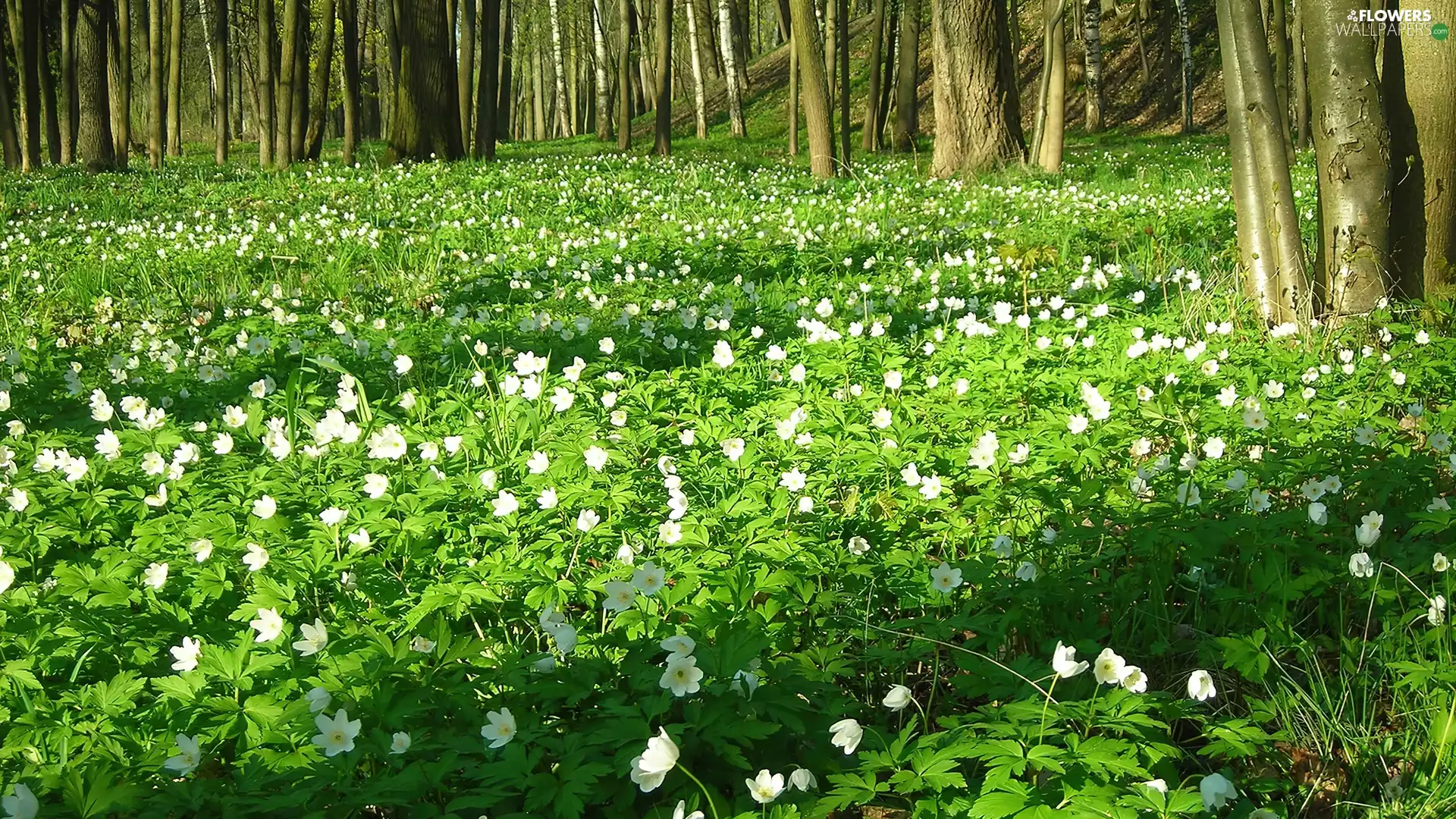 Flowers, Anemones, car in the meadow, White, forest