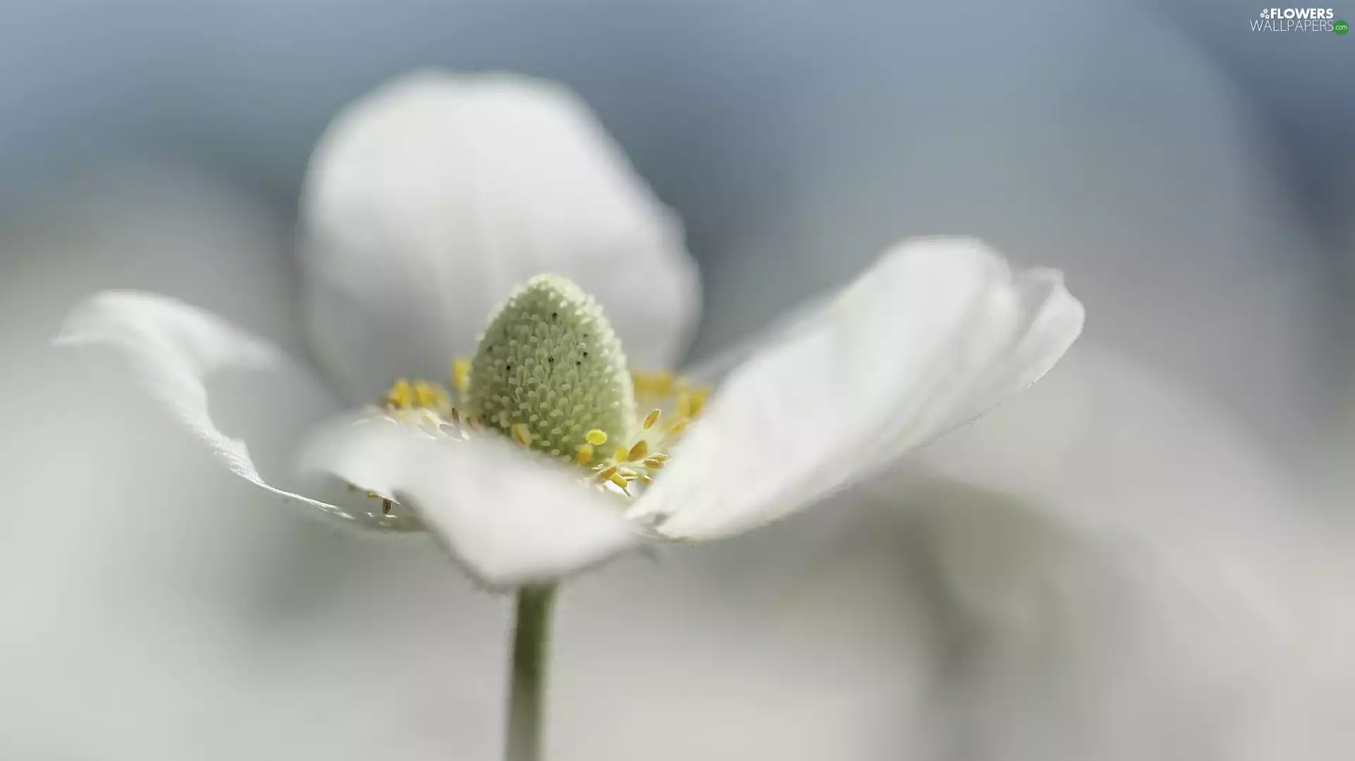 Colourfull Flowers, Close, forest, White, Snowdrop Windflower